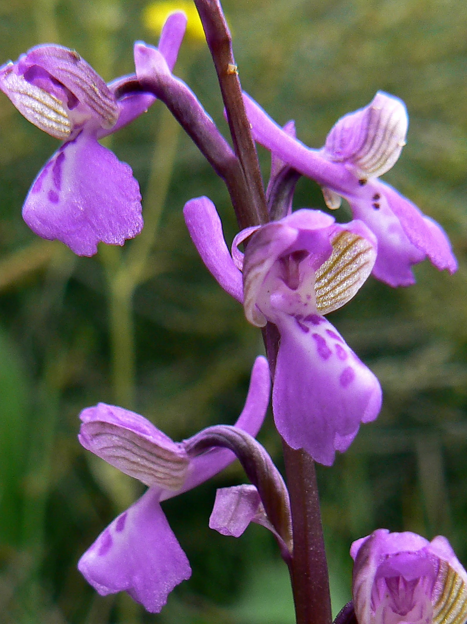 Close-up photograph of purple orchid flowers with striped white and purple lips on a dark reddish stem, set against a blurred green background.
