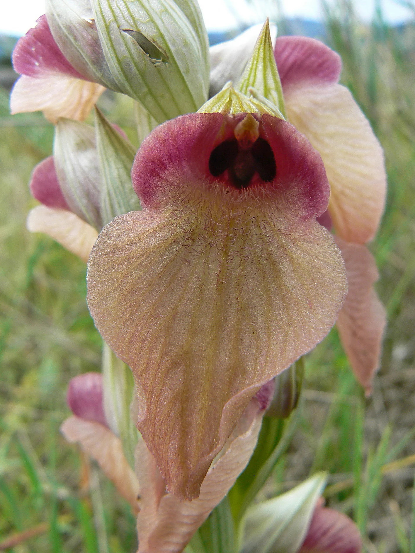 Close-up photograph of a Serapias neglecta orchid flower with pink and cream petals and a dark center, set against a blurred green grass background.