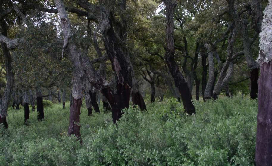 A dense forest scene featuring numerous trees with dark, textured trunks rising from a thick layer of green undergrowth.