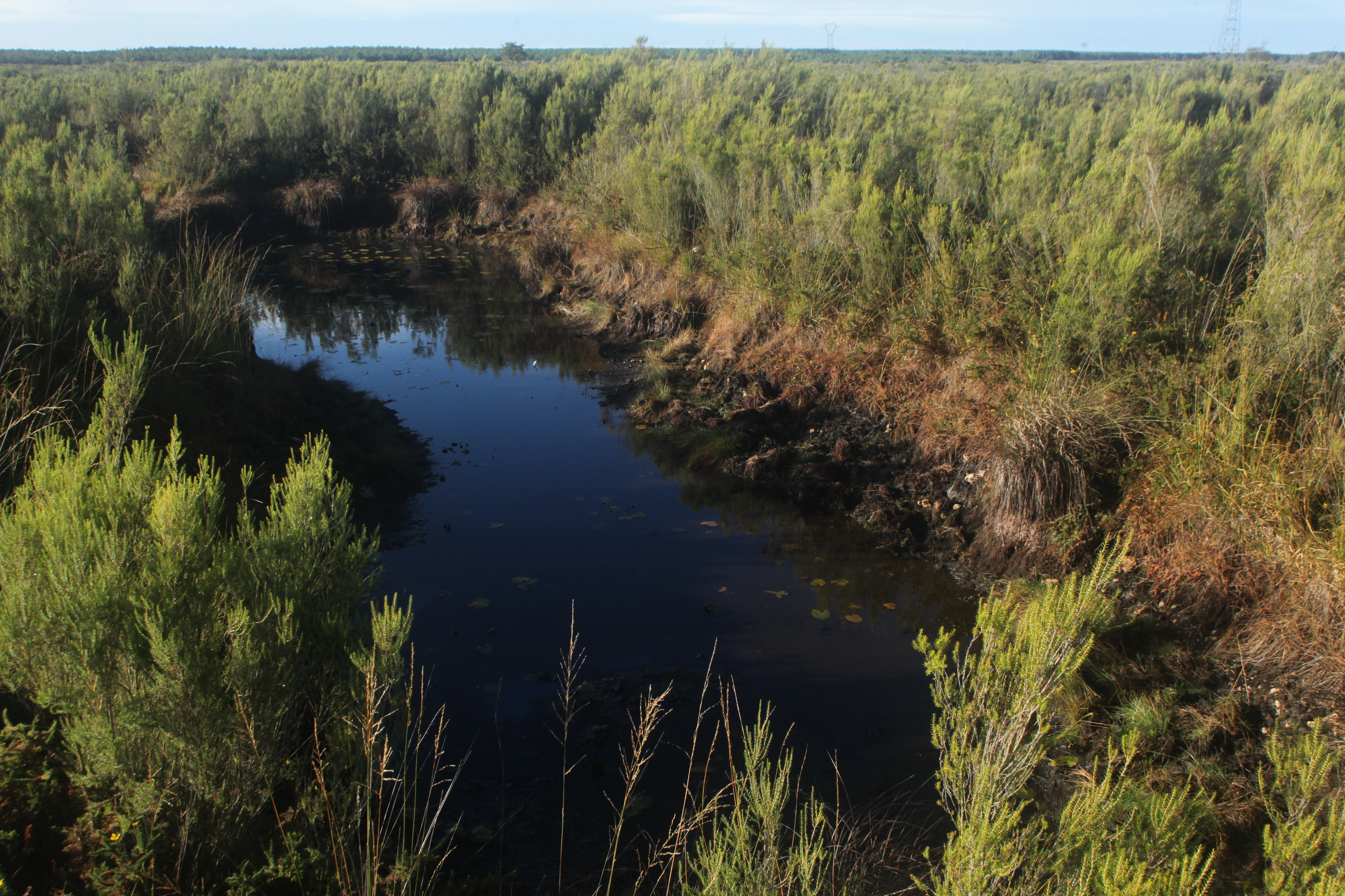 A small dark pond nested within dense green heath vegetation, typical of the landscape at Pinail National Nature Reserve.