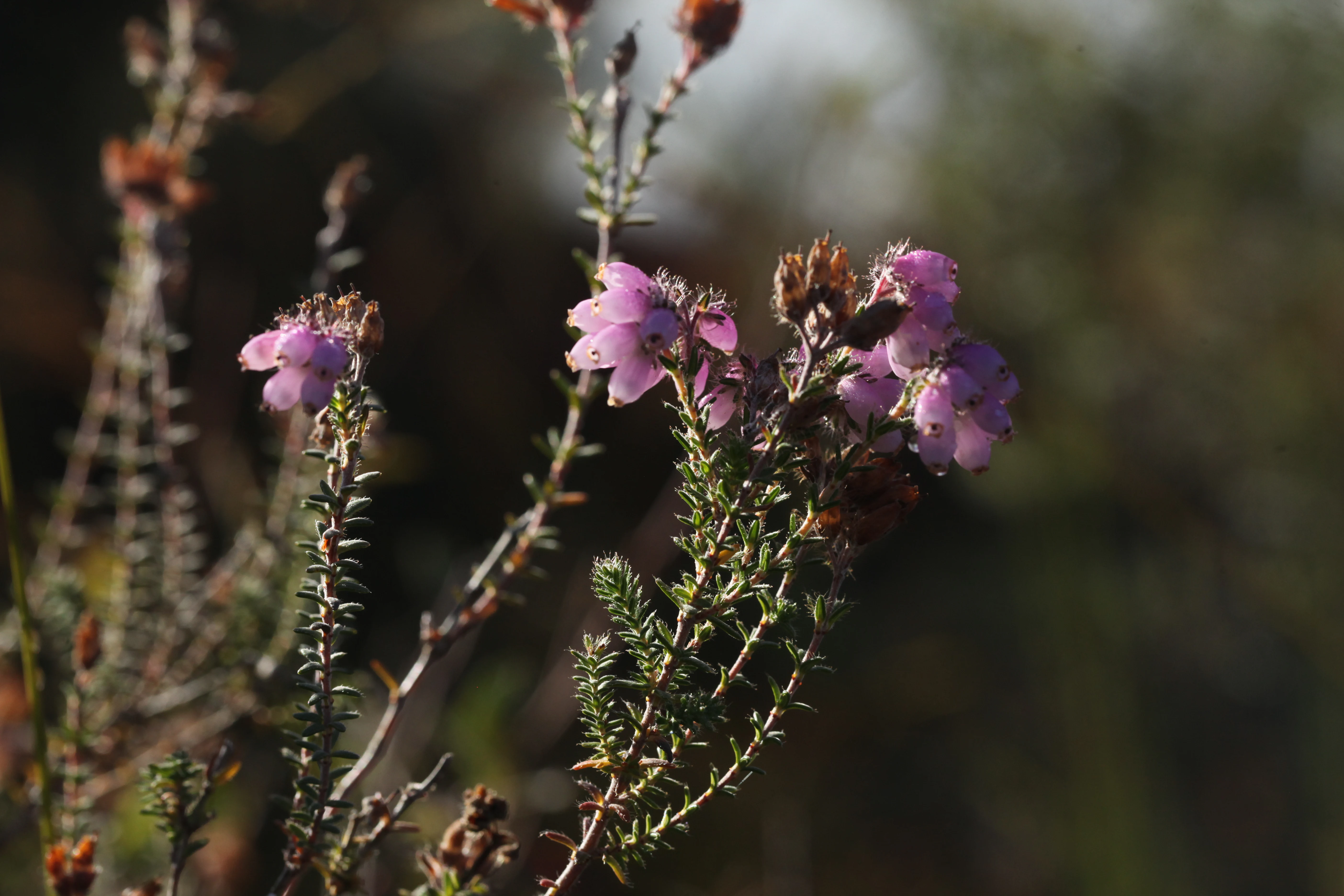 A close-up shot of small pink heather flowers on a slender green stem with a blurred, dark green background.