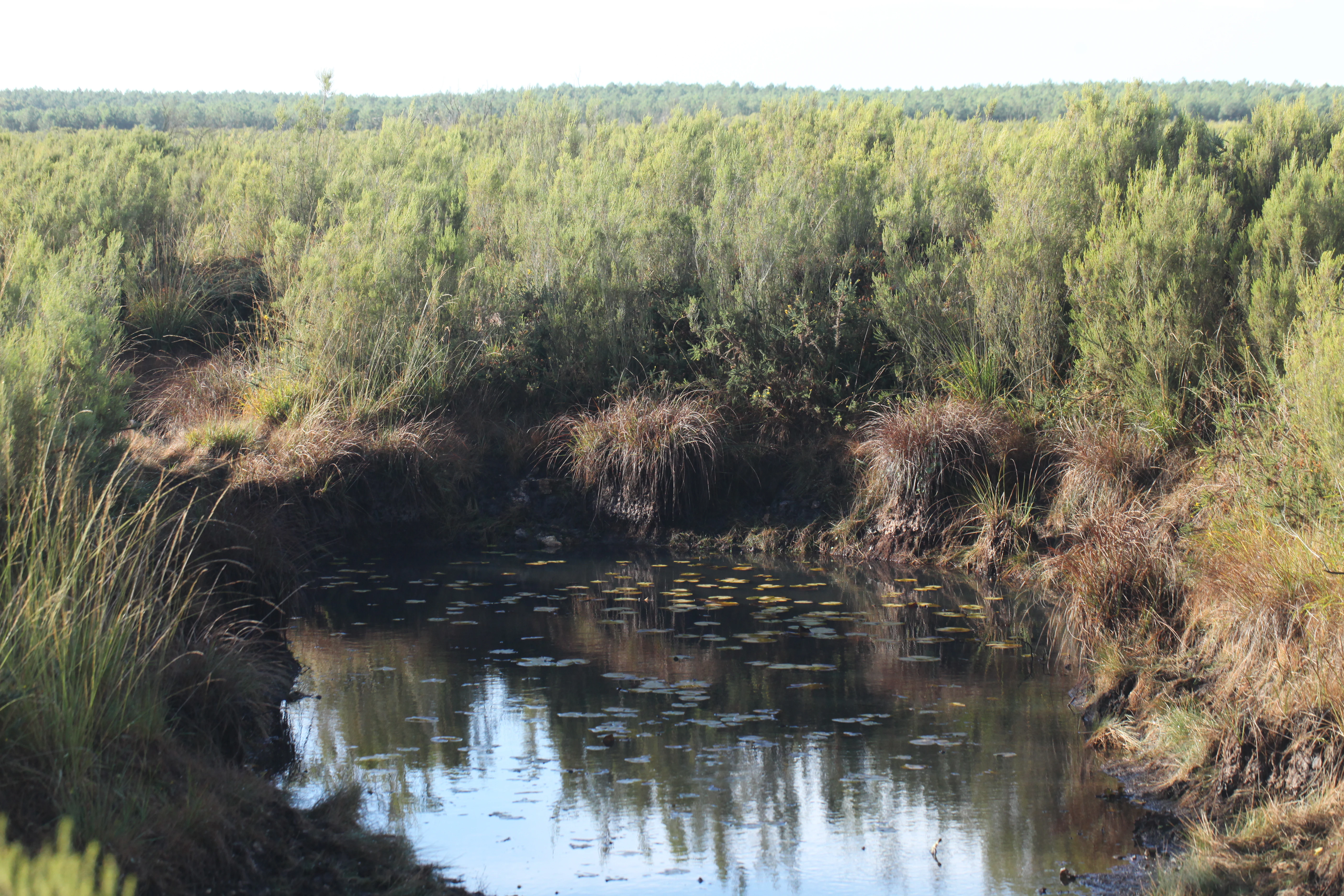 A small, dark-water pond surrounded by low shrubs and heath vegetation, typical of the Pinail nature reserve.