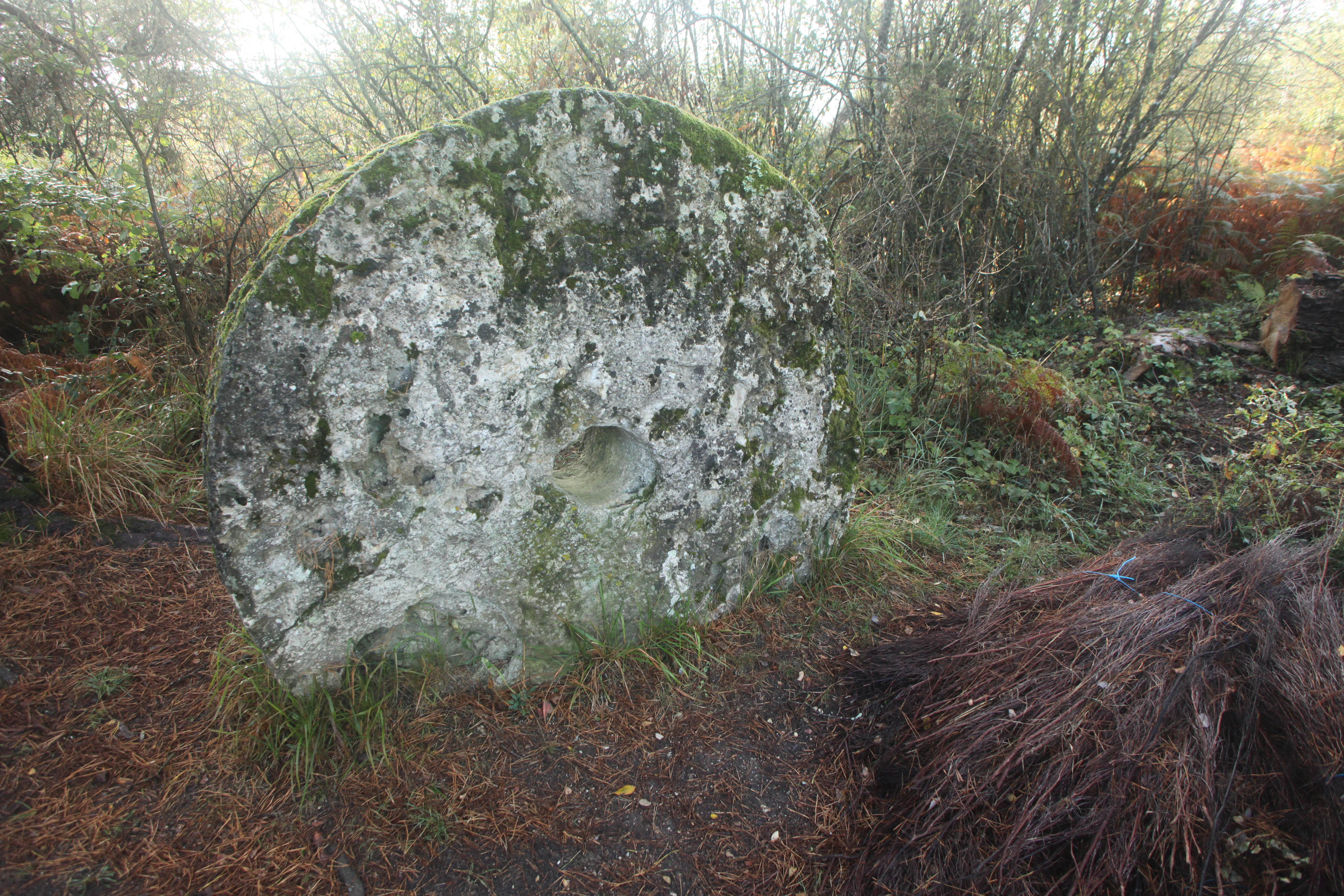 A large, circular stone millstone with moss growth standing upright in a wooded area in the Pinail nature reserve.