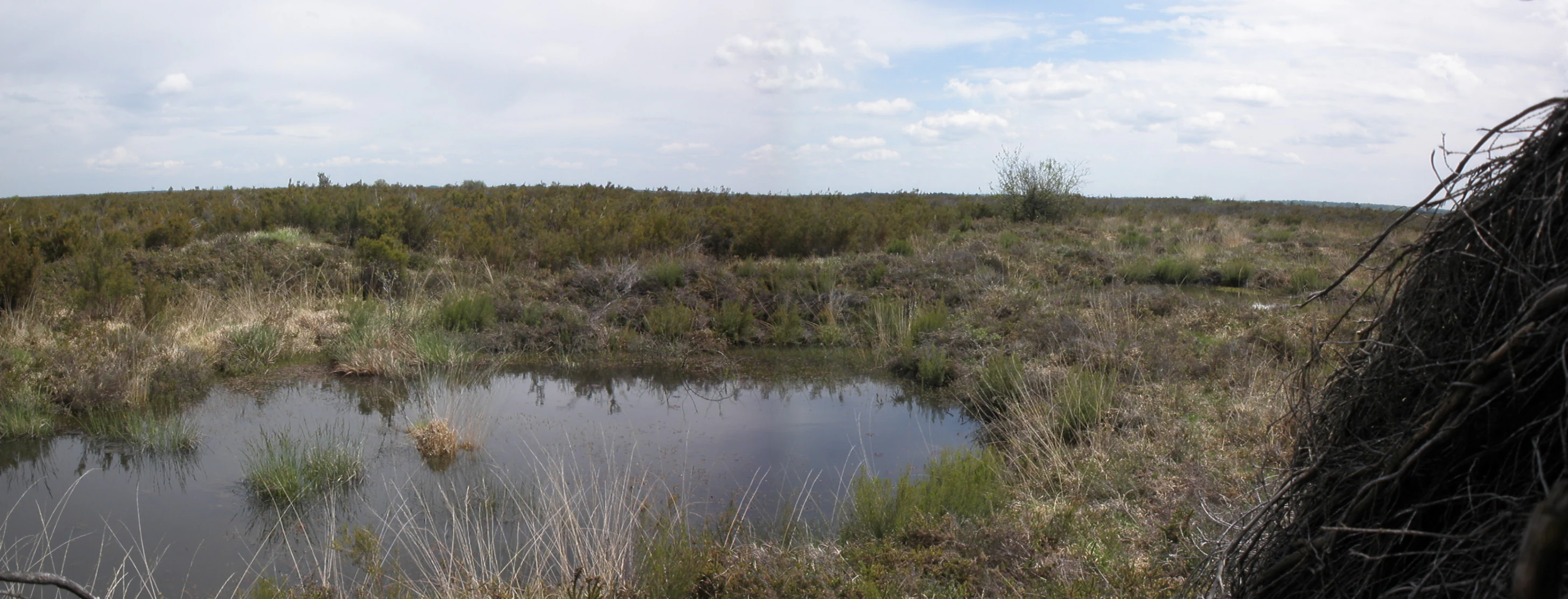 A panoramic view of an open moorland landscape featuring a small pond in the foreground and low-lying shrubs under a cloudy sky.