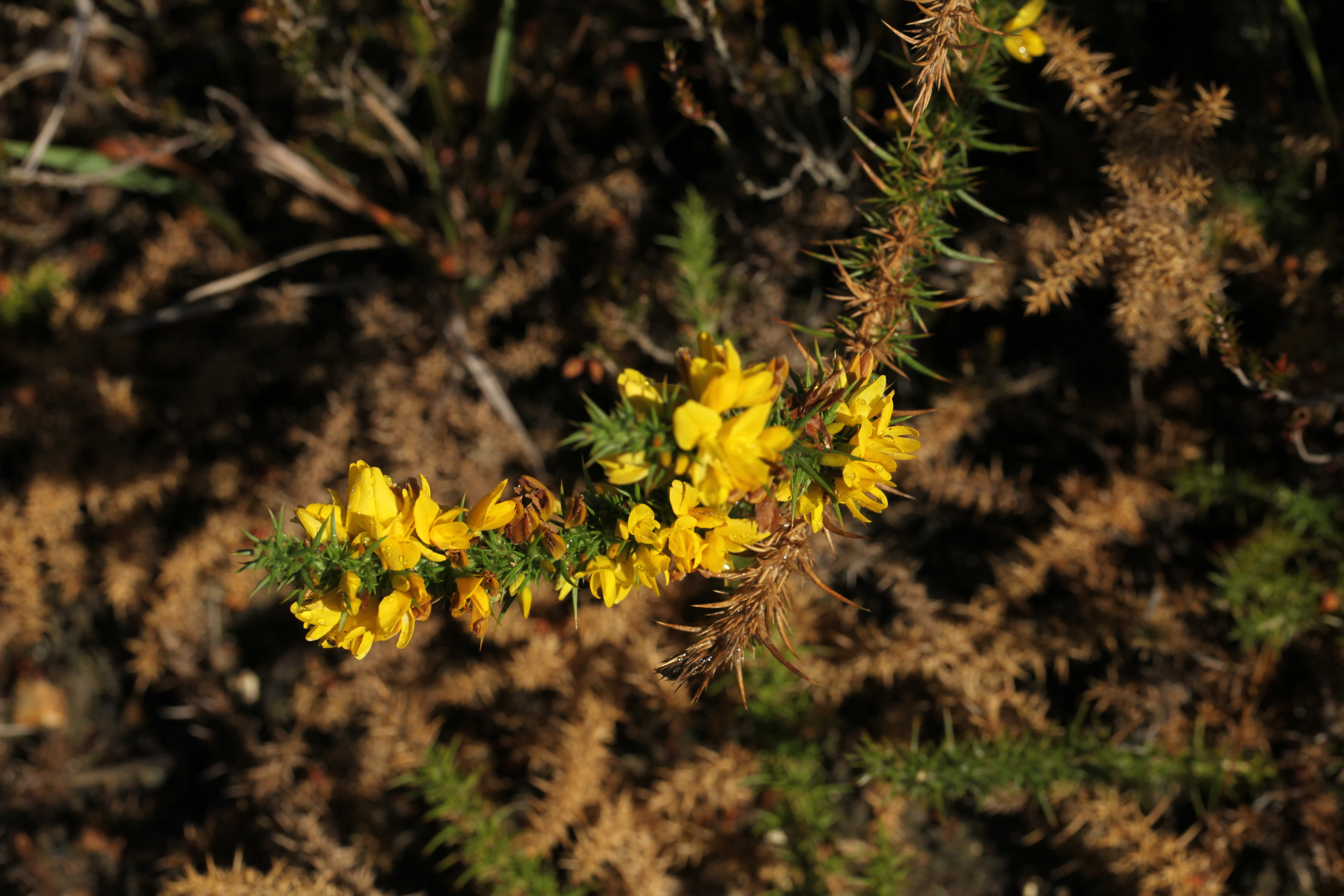Close-up of a flowering gorse shrub with small, bright yellow blossoms and sharp, needle-like green and brown foliage.