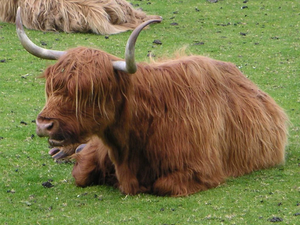 A ginger Highland cow with long, shaggy hair and horns rests on green grass, with part of another cow visible in the background.