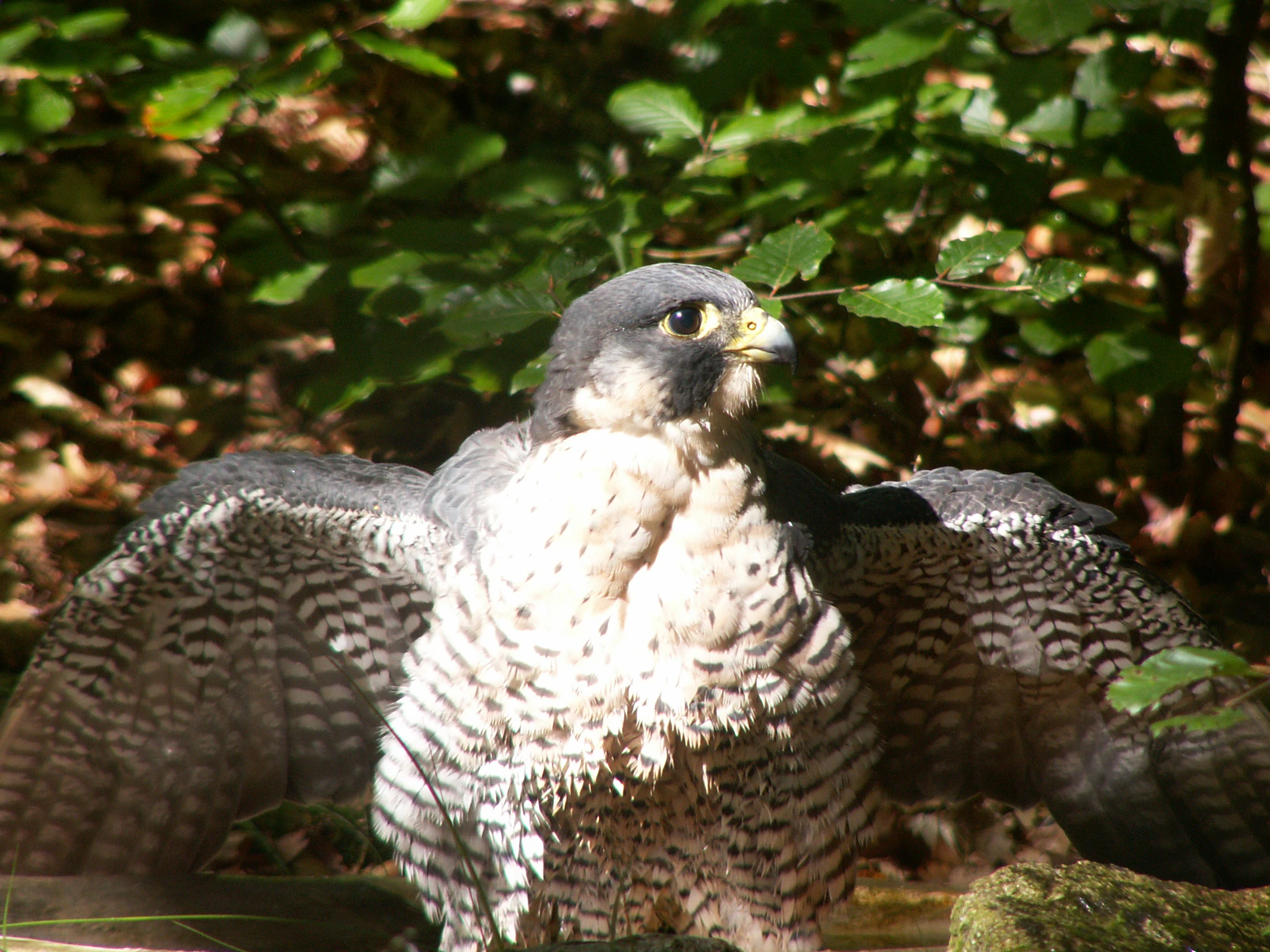 A peregrine falcon with dark grey plumage on its head and barred, white and dark brown feathers on its chest and spread wings, perched in front of leafy foliage.