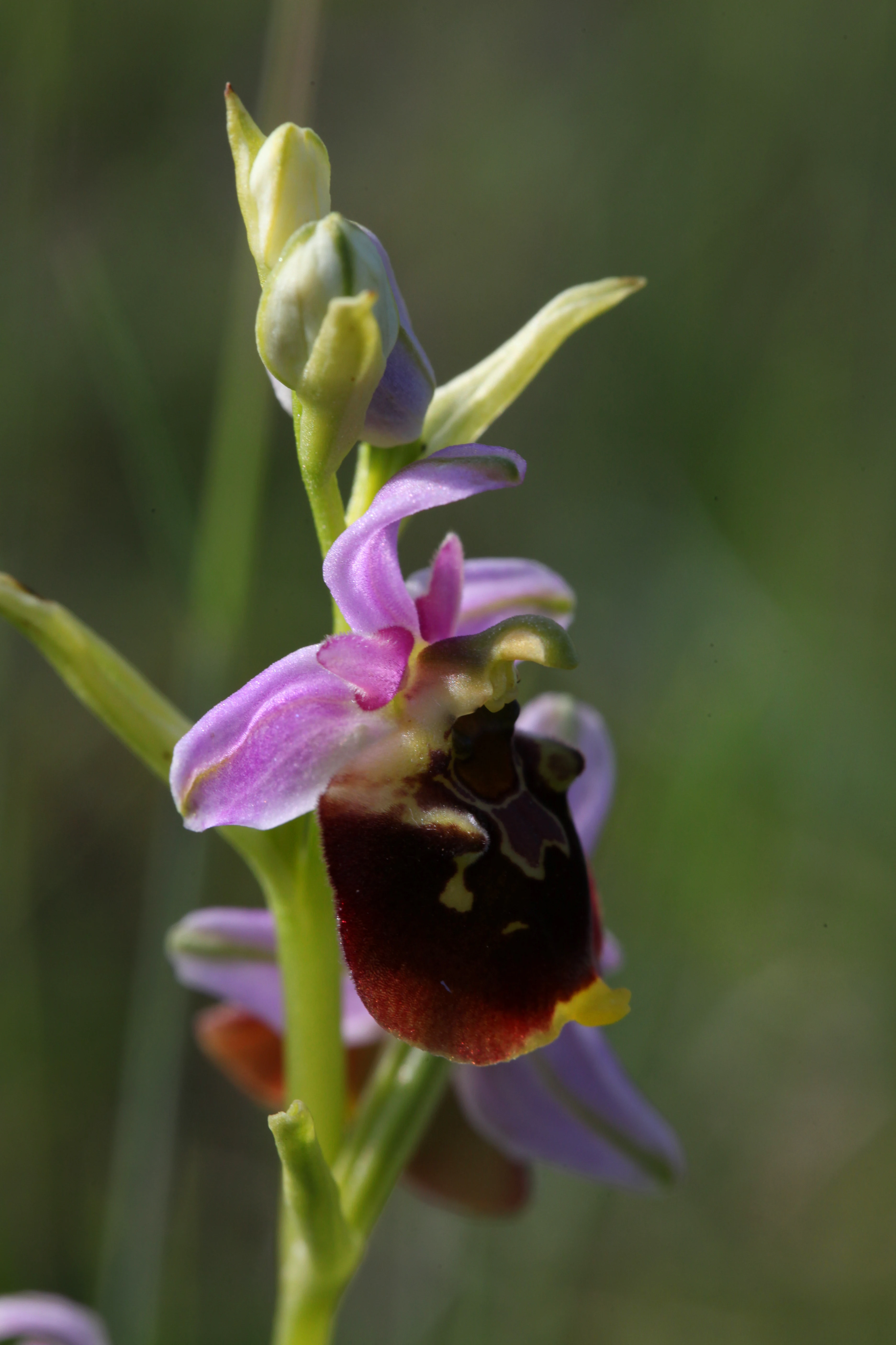 A close up, vertical shot of a single late spider orchid showing its pink petals and distinctive dark, patterned labellum against a soft, green out of focus background.