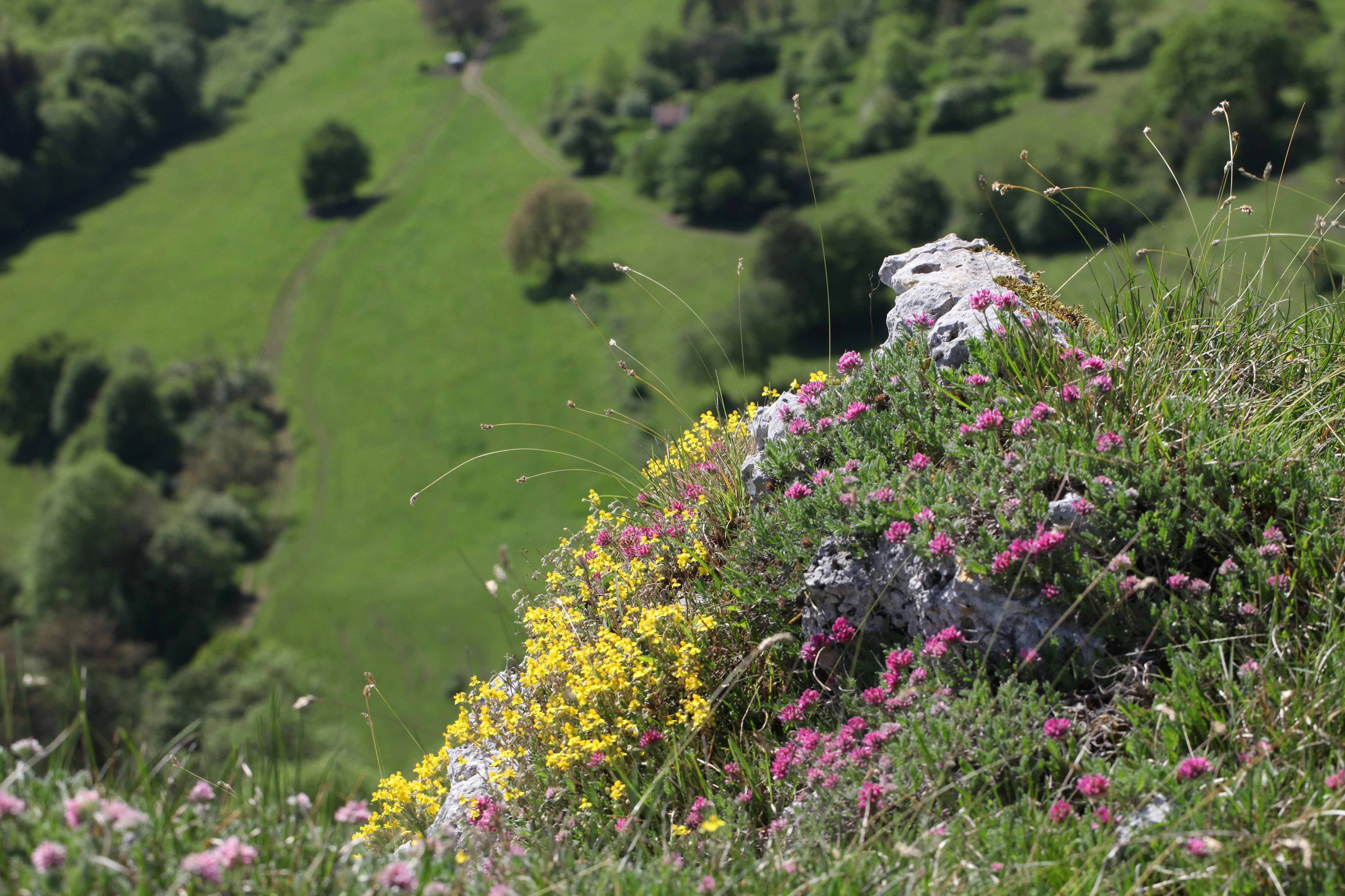 Clusters of bright yellow and pink wildflowers growing on a rocky, grassy ledge overlooking a green valley with scattered trees.