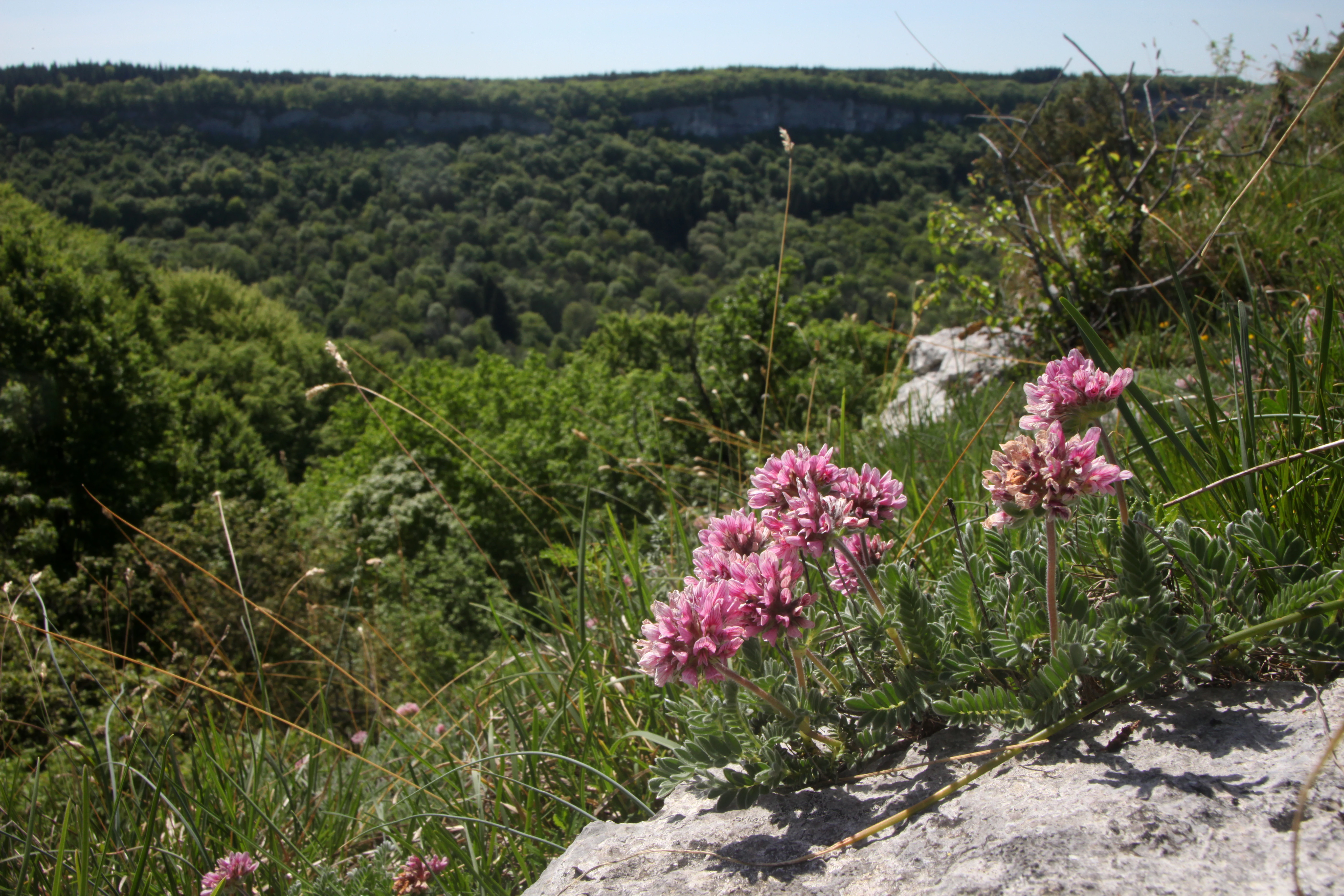 Pink mountain kidney vetch flowers growing on a rocky limestone ledge with a blurred background of a forested valley.