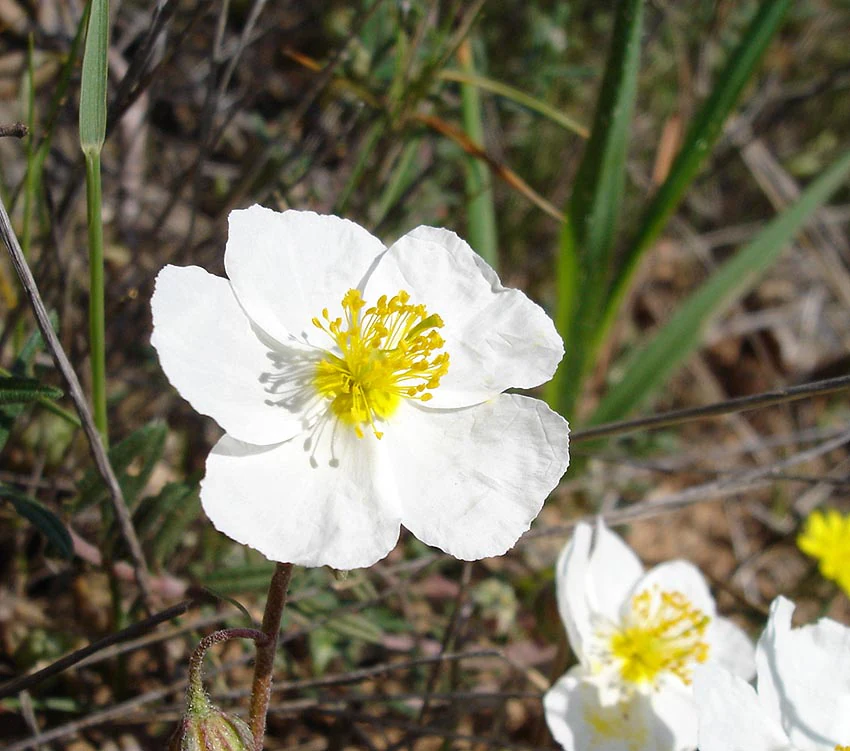 A white Helianthemum apenninum flower with yellow stamens in focus, surrounded by green foliage and smaller flower buds.