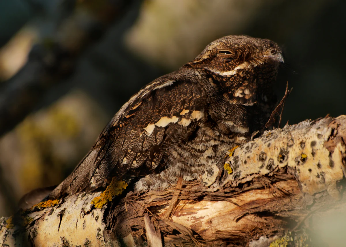 A European Nightjar perching on a textured, lichen covered tree branch, blending into the surrounding woodland environment with its mottled brown plumage.