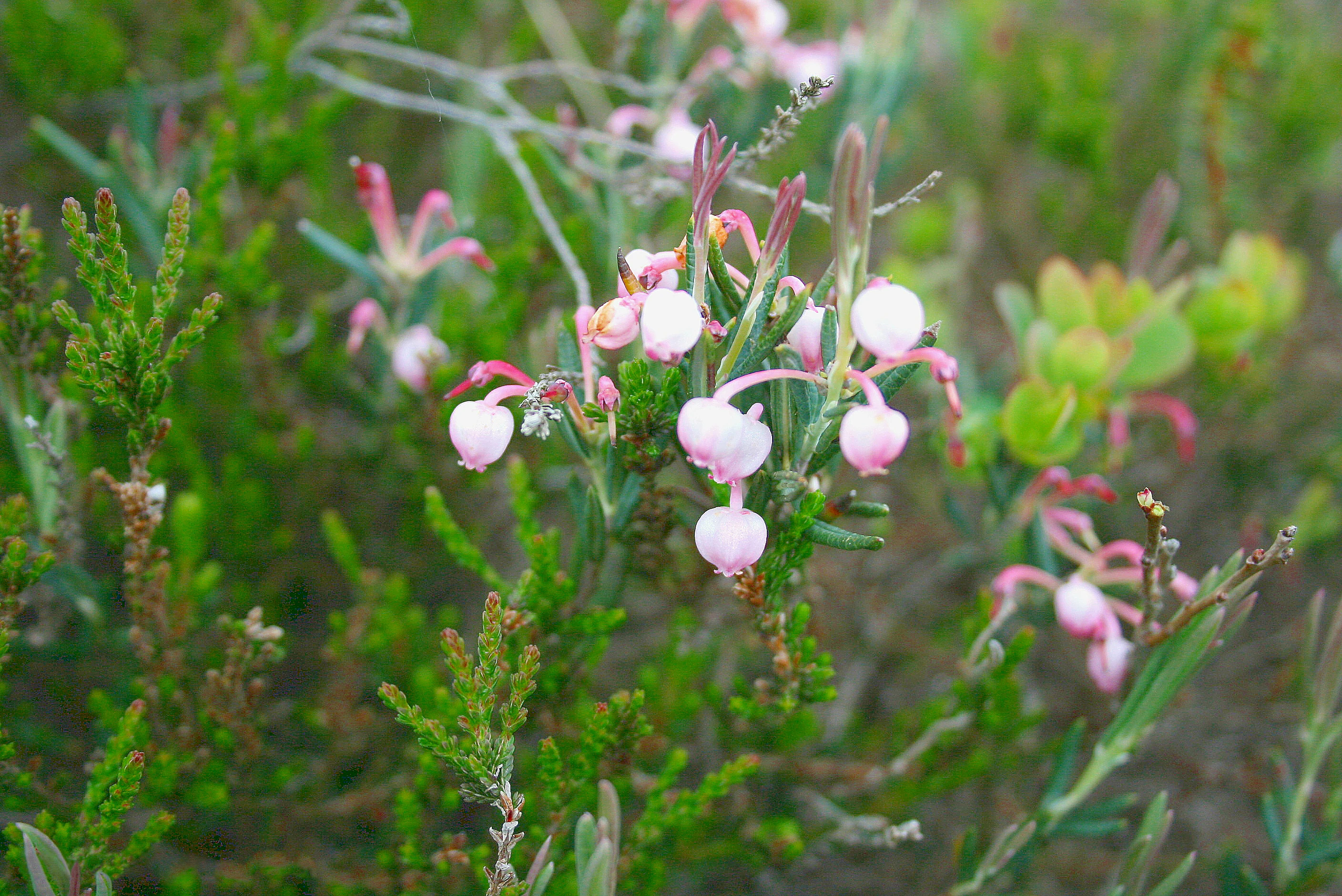 Close-up of pink and white bell-shaped Andromeda polifolia flowers growing among green heathland vegetation in a peatland