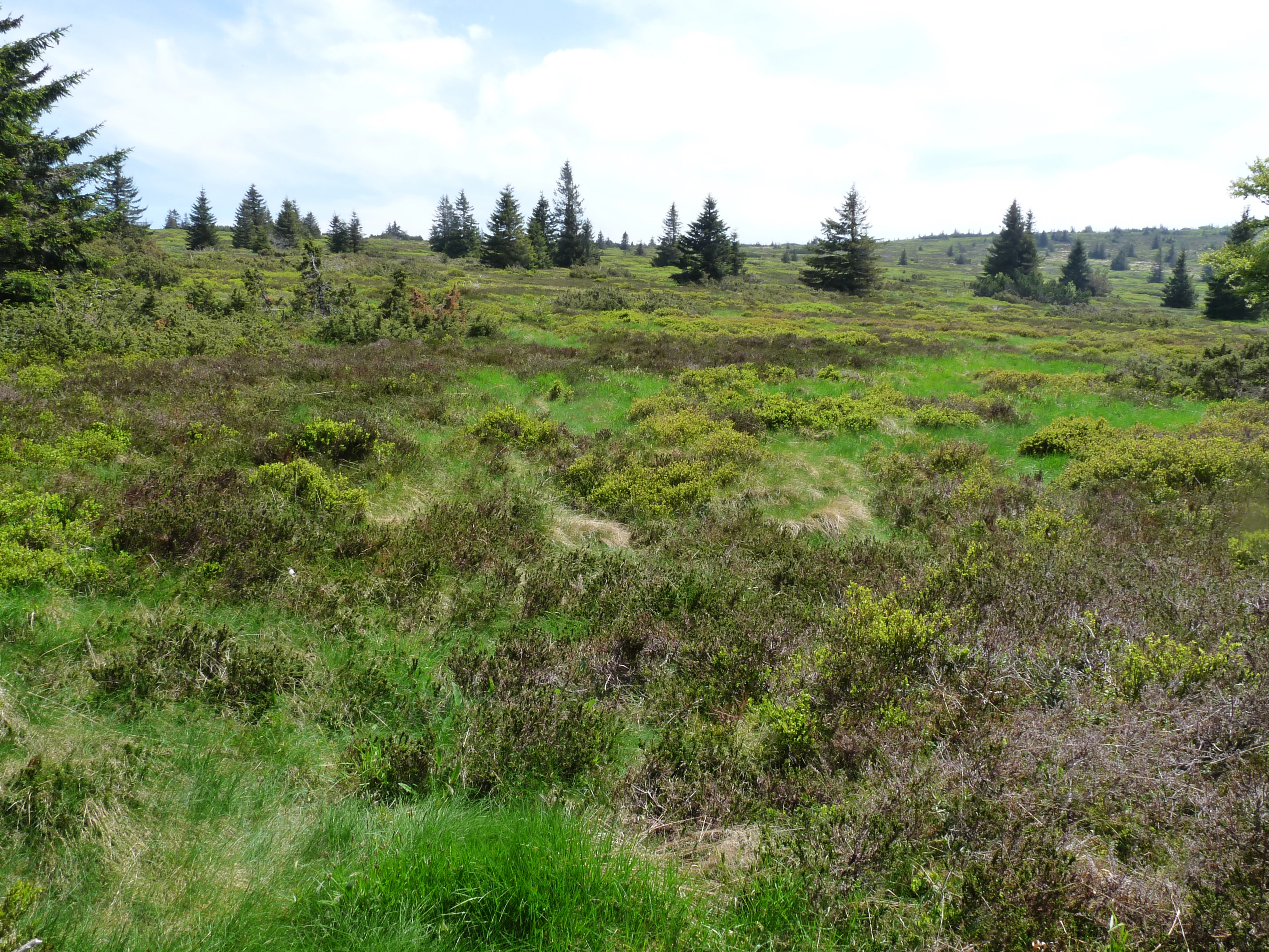 A landscape showing green and brown heathland vegetation with scattered coniferous trees in the background under a cloudy sky.