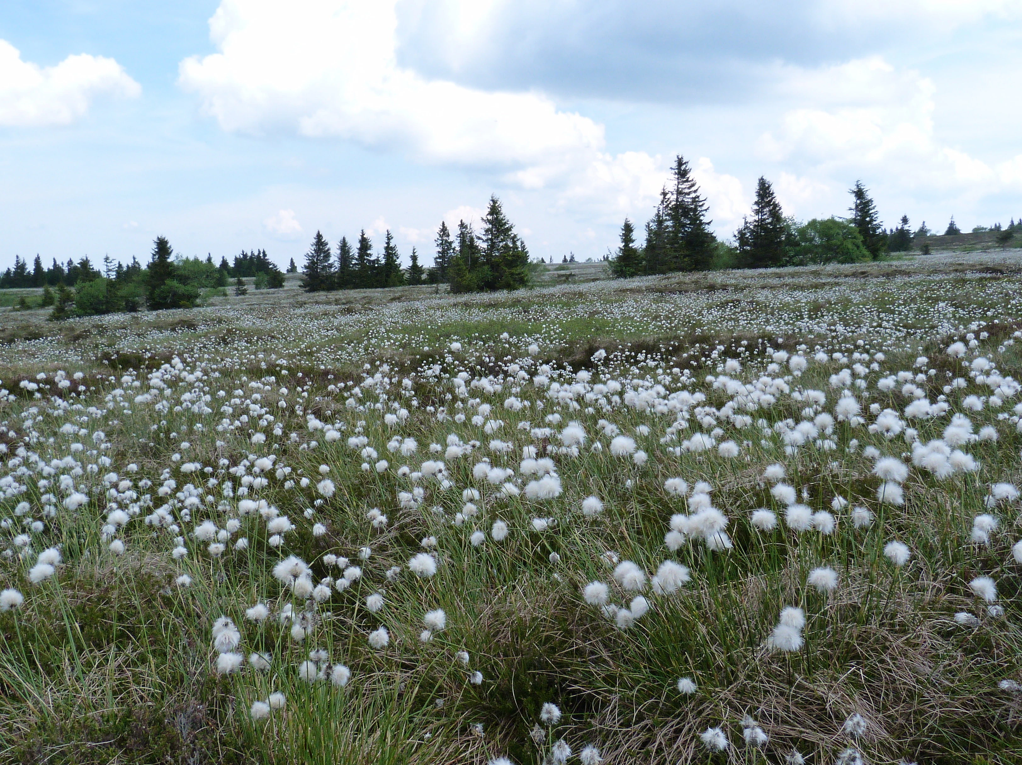 A wide field of white sheathed cottongrass plants covering a peat bog landscape, with a line of conifer trees in the background under a partly cloudy sky.