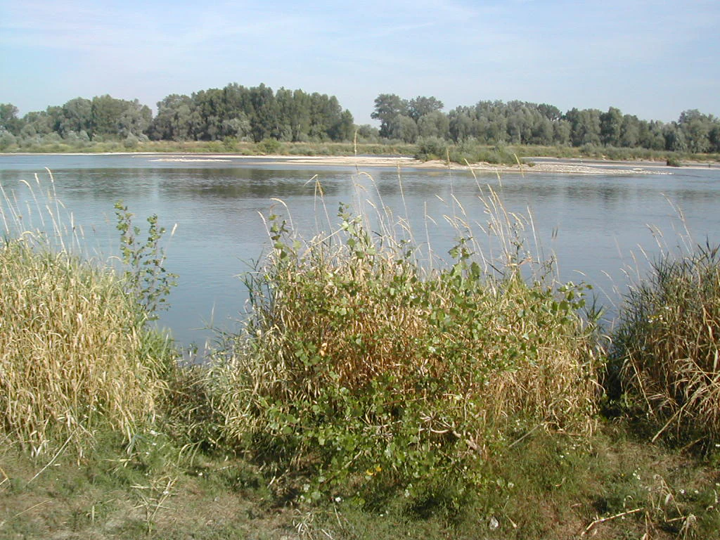 A wide view of the Loire river with tall grasses in the foreground and a line of trees on the distant bank.
