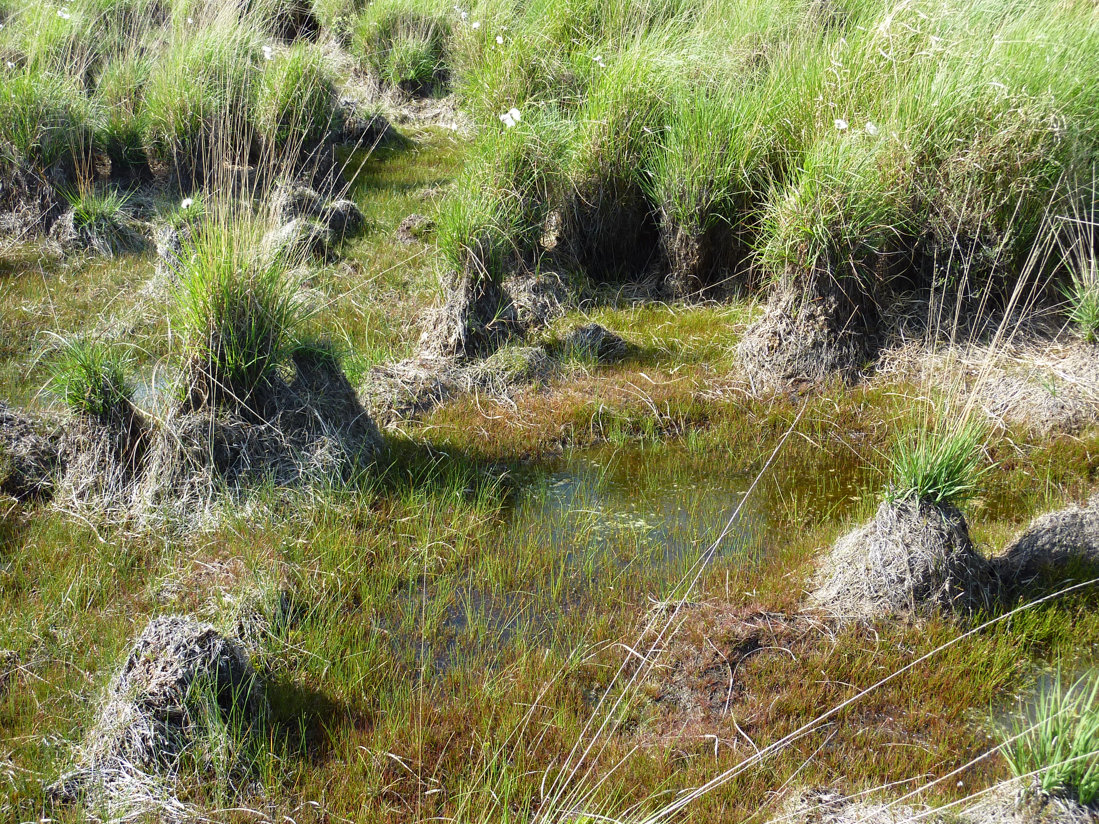 A close-up view of a wet peat bog landscape showing small grassy tussocks rising above saturated, dark, water-filled soil.