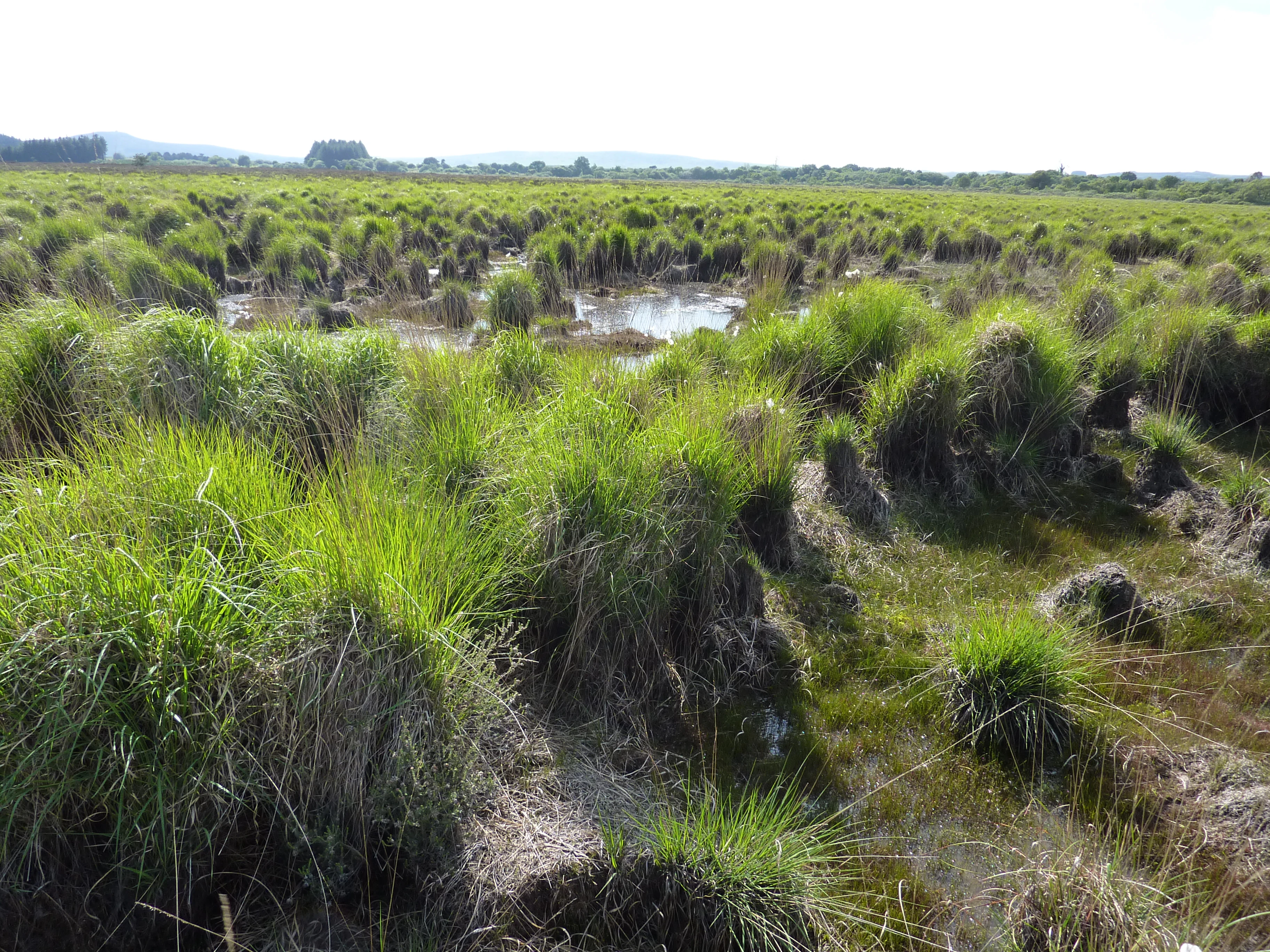 A wide view of a marshy peat bog landscape with clumps of tall green grass and patches of standing water under a bright sky.