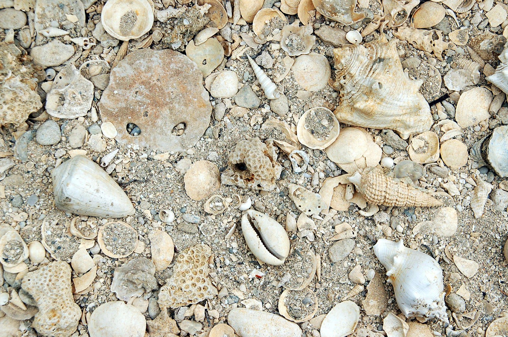 A high-angle, close-up shot of light-colored, weathered fossilized shells and marine remnants embedded in sandy sediment.