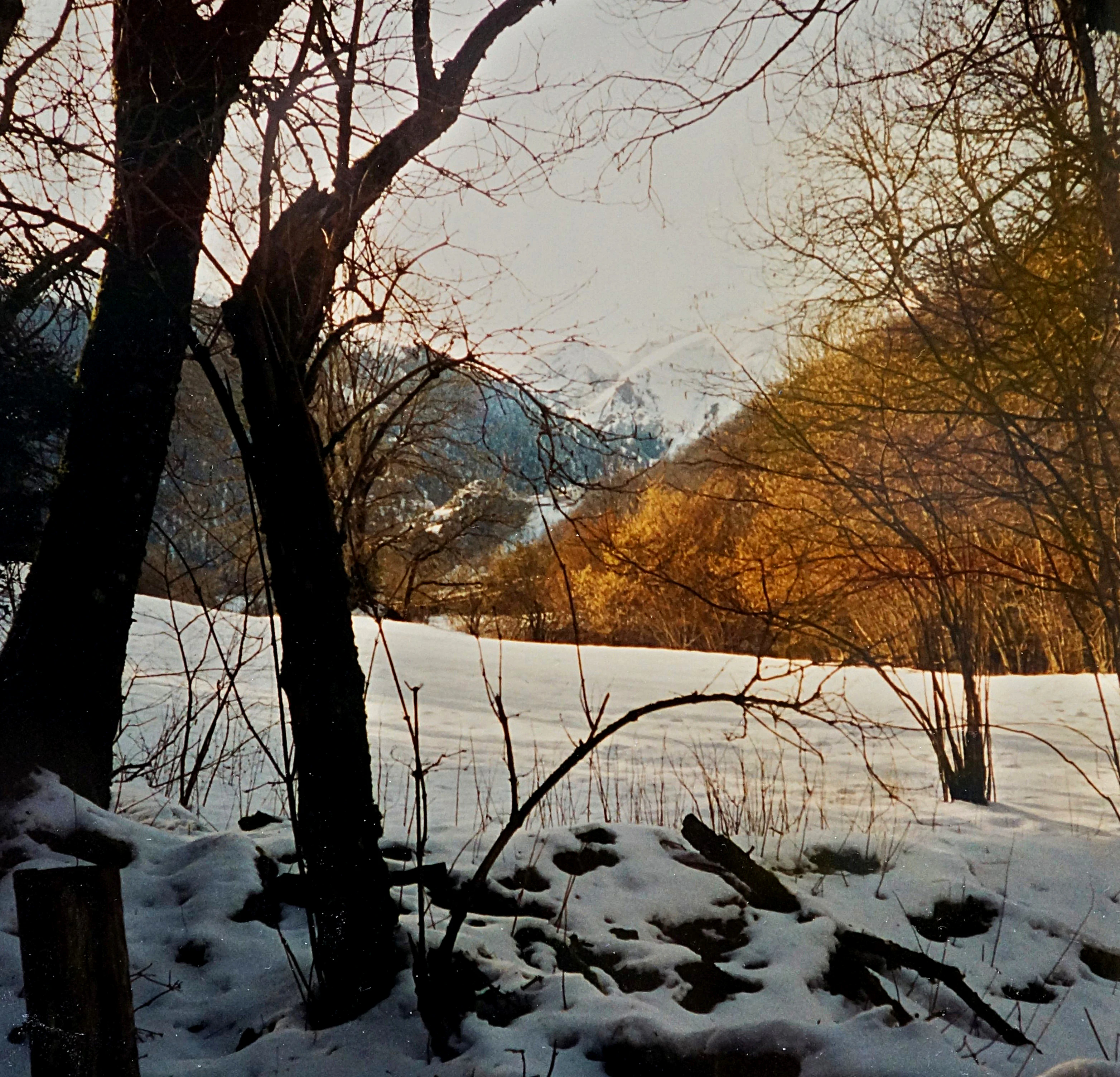 A snowy mountain landscape viewed through silhouetted tree trunks, with golden light illuminating a slope in the midground and distant snow-covered peaks.