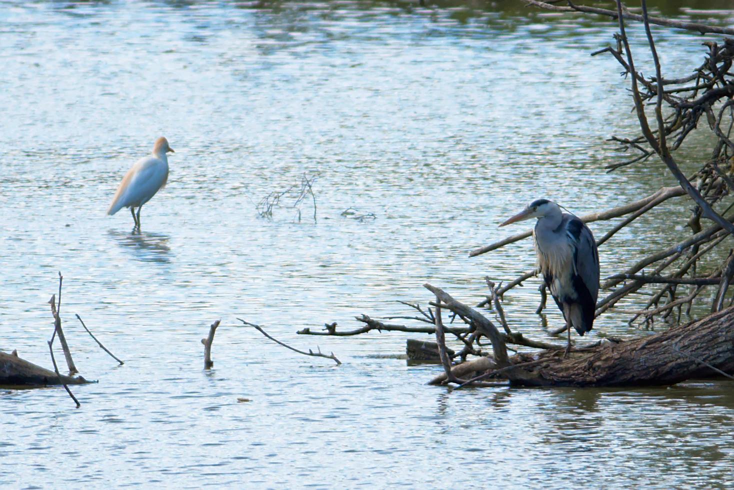 A grey heron standing on a fallen log in a shallow pond with a smaller white egret standing in the water nearby.