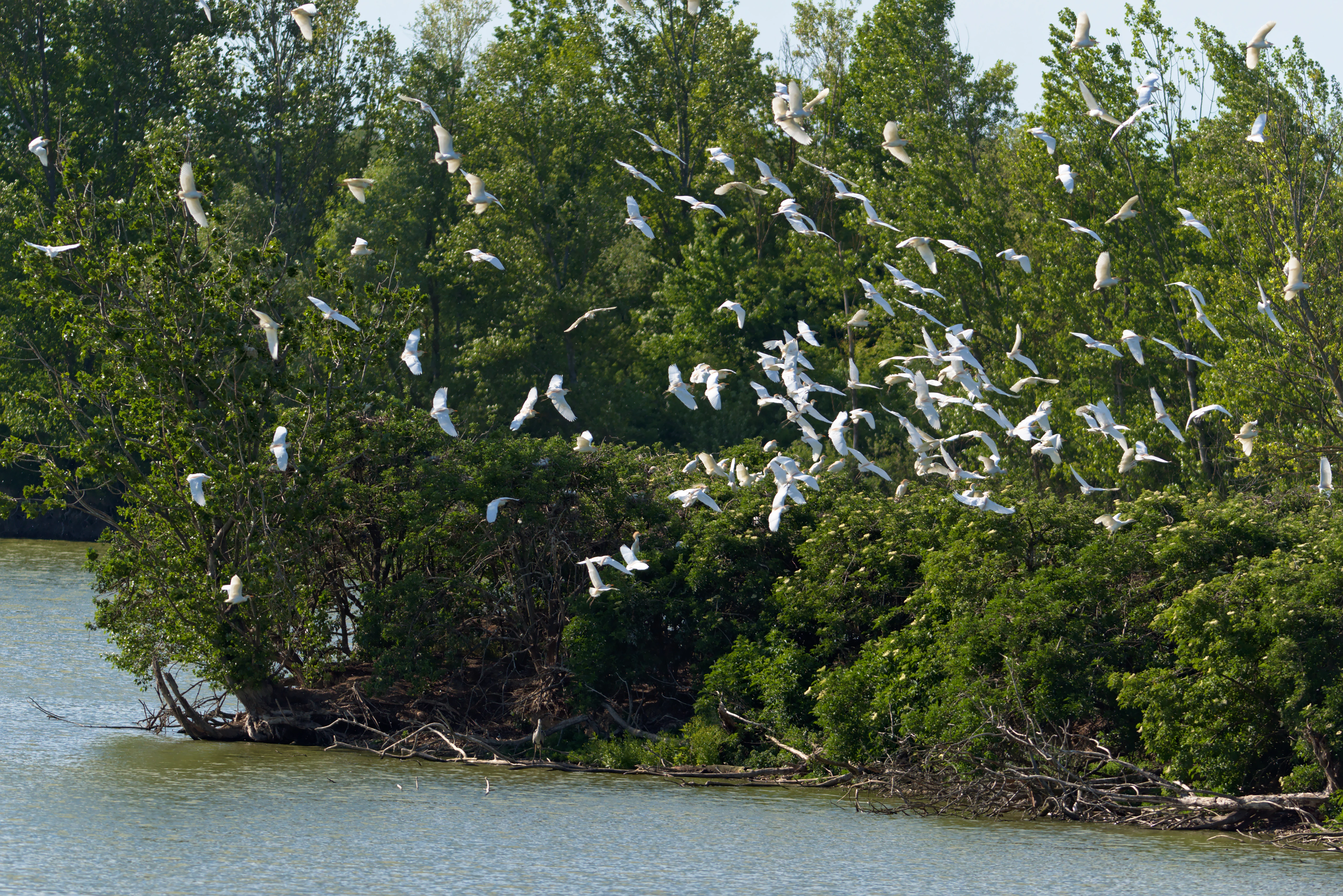 A large flock of many white birds flying in a scattered formation over a riverbank lined with dense green trees.