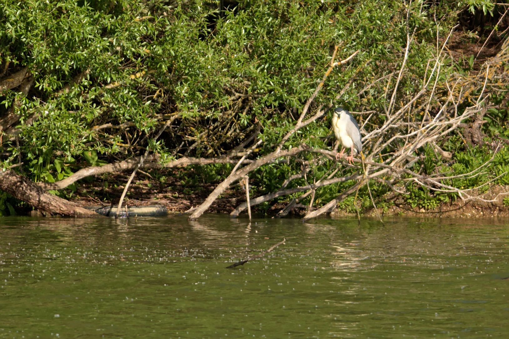 A black-crowned night heron perched on a thin branch overhanging a green pond at the edge of a wooded area.