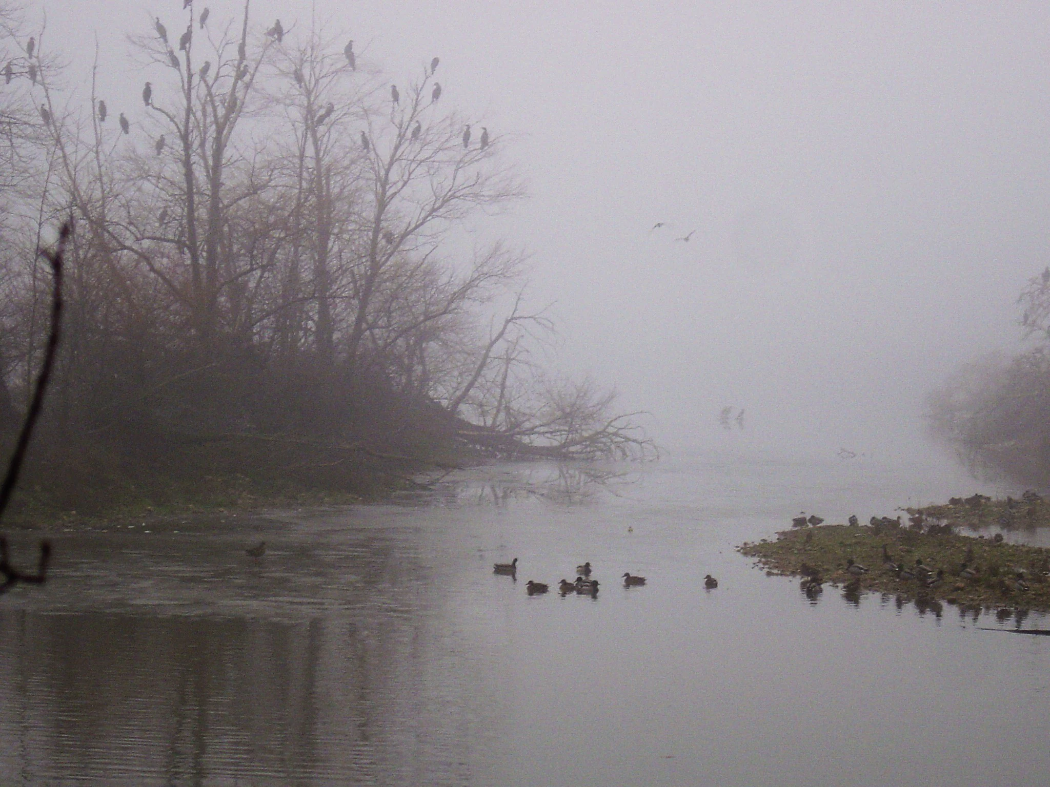 A foggy scene at a wetland, with many dark birds perched in bare trees on the left and swimming in the calm water.
