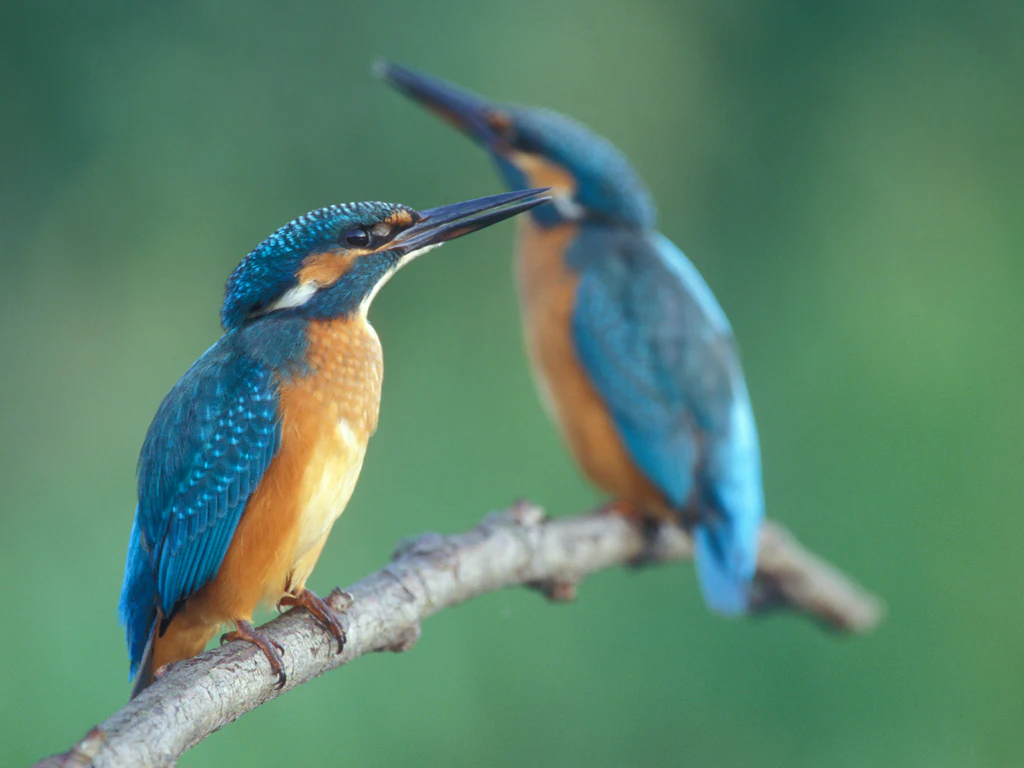 Two common kingfishers with bright blue wings and orange bellies perched on a bare wooden branch against a blurred green background.