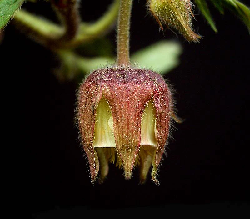 A close up view of a bell-shaped, fuzzy reddish-brown water avens flower hanging downwards against a dark background.