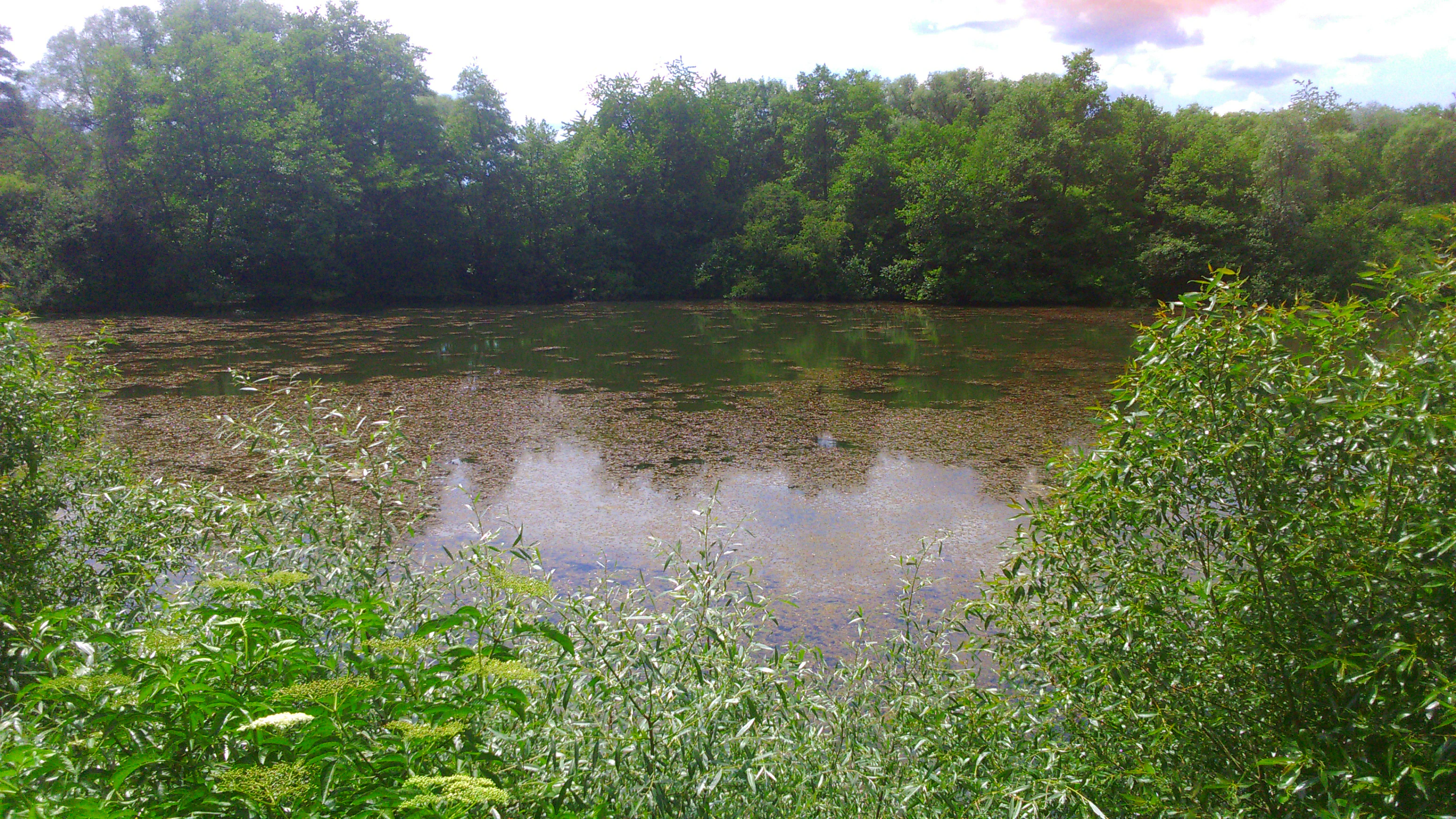 A landscape view of a marshy river with green aquatic plants on the water surface, framed by tall grasses in the foreground and a dense forest in the background.