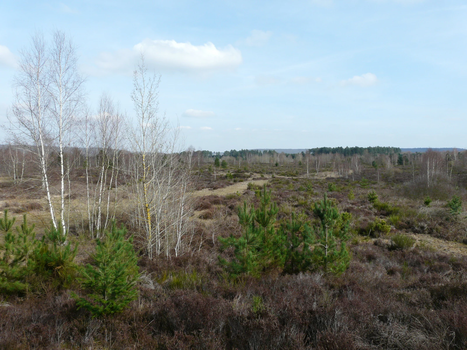 A wide, slightly elevated landscape view of a sparsely wooded area with white-barked birch trees and low-lying shrubs under a clear blue sky during winter.
