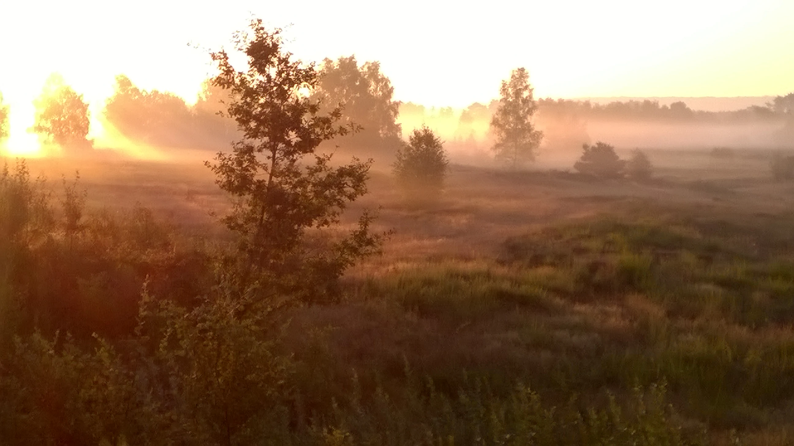 A hazy, golden-hued sunrise illuminating a field with scattered trees and low-lying ground mist.