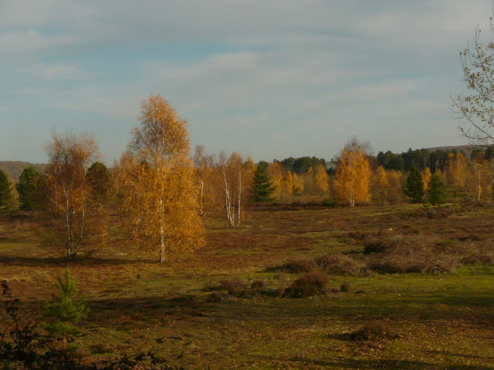 A meadow filled with scattered birch trees displaying golden autumn leaves under a cloudy sky.