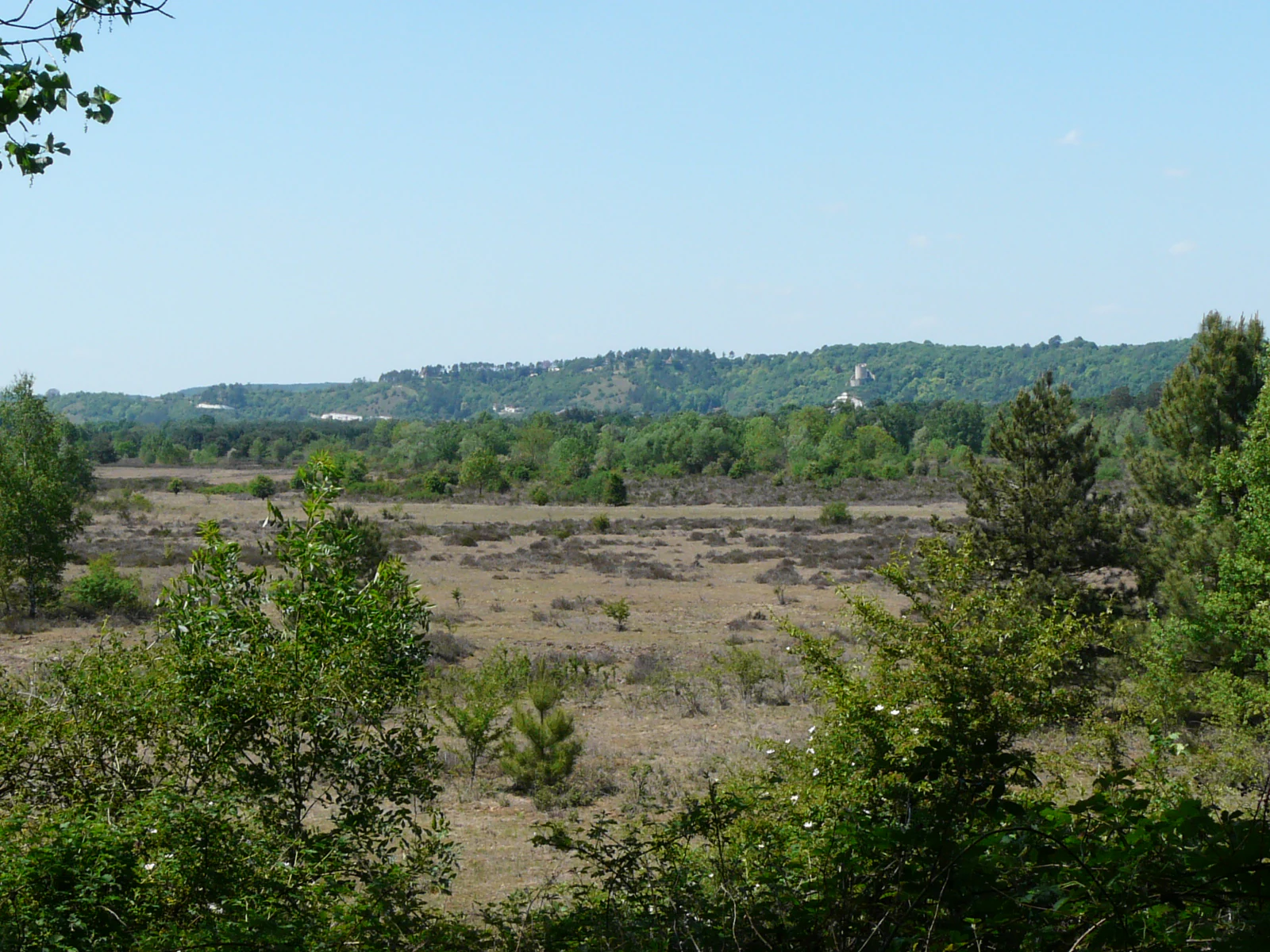 A wide view of an open moorland plain with low scrubby vegetation, framed by trees in the foreground, with forested hills in the distant background under a clear sky.
