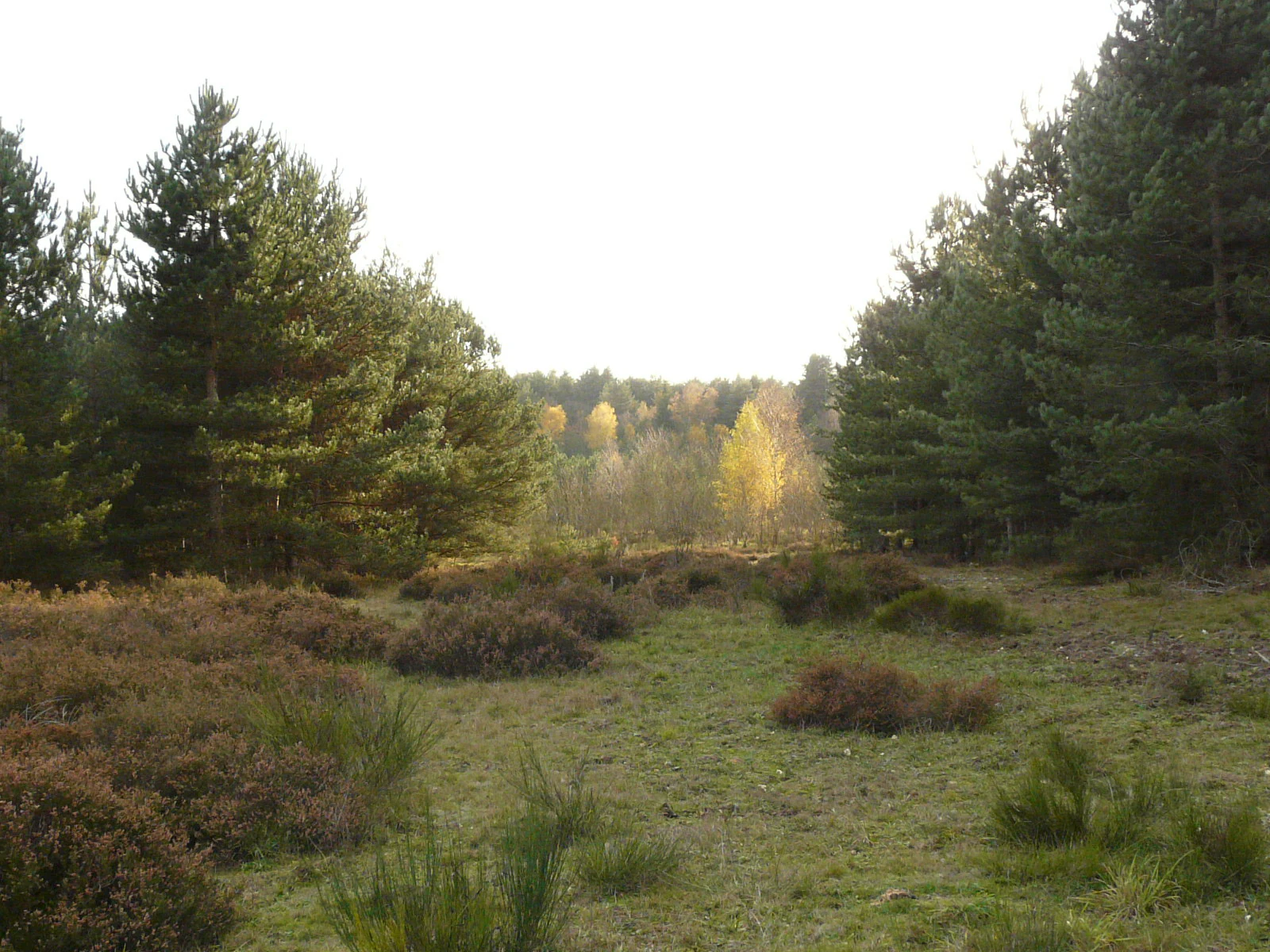 A forest clearing surrounded by dense pine trees in the foreground, with deciduous trees showing autumn yellow foliage in the middle distance.