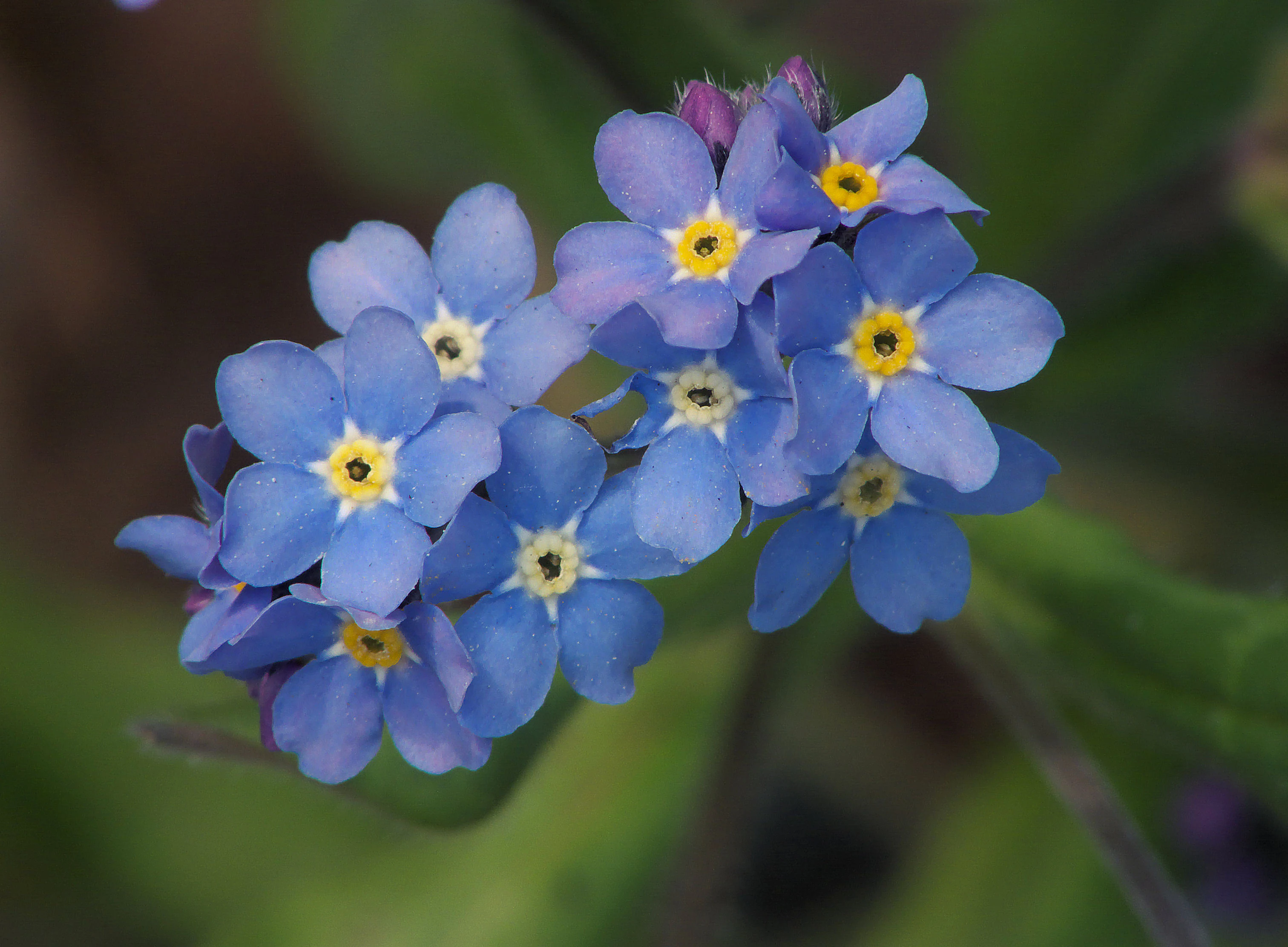 A close-up view of a cluster of blue forget-me-not flowers with bright yellow centers against a soft green blurred background.