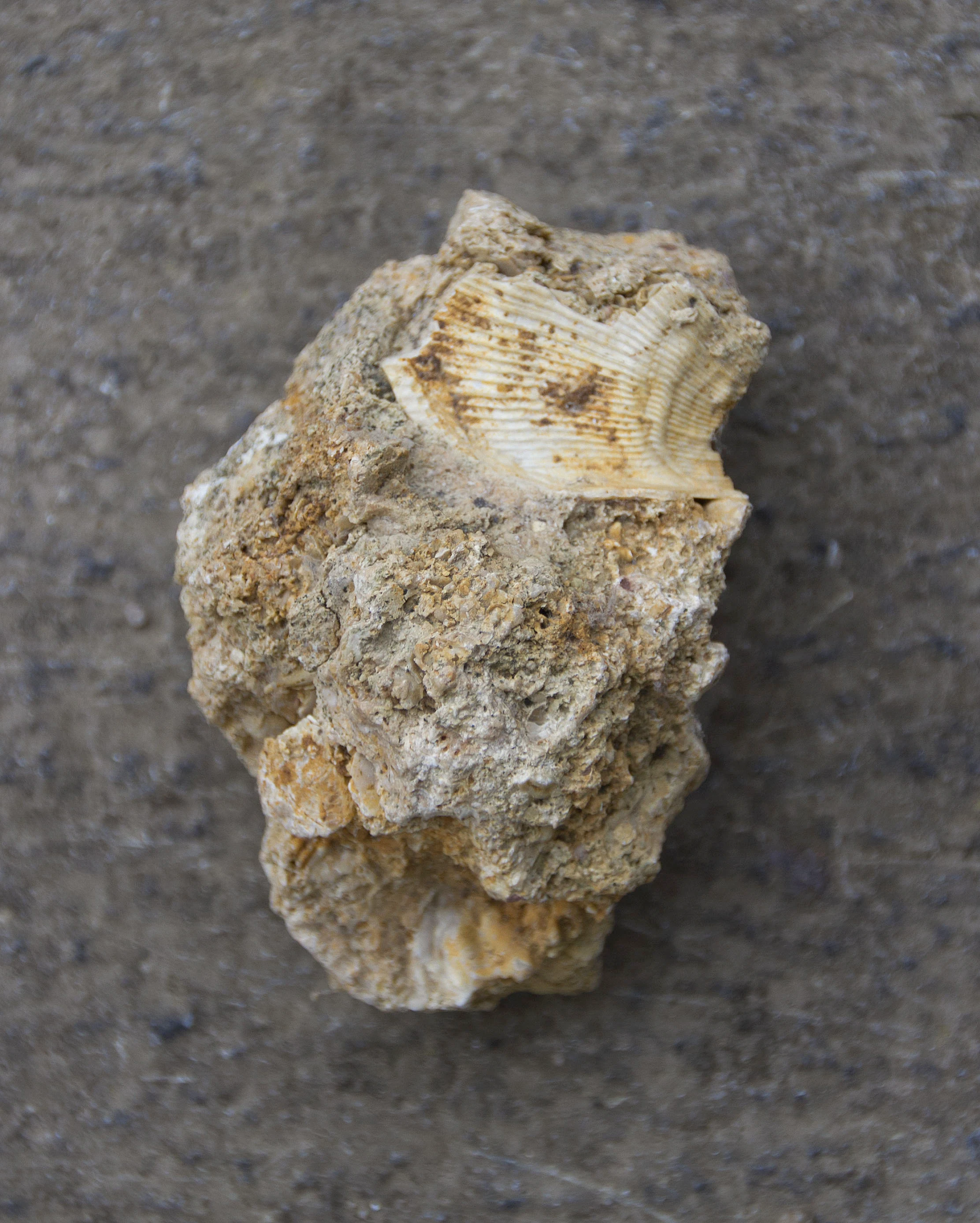 A close-up view of a rough, tan-colored rock fragment with a visible ribbed fossil imprint on its surface, set against a dark gray background.