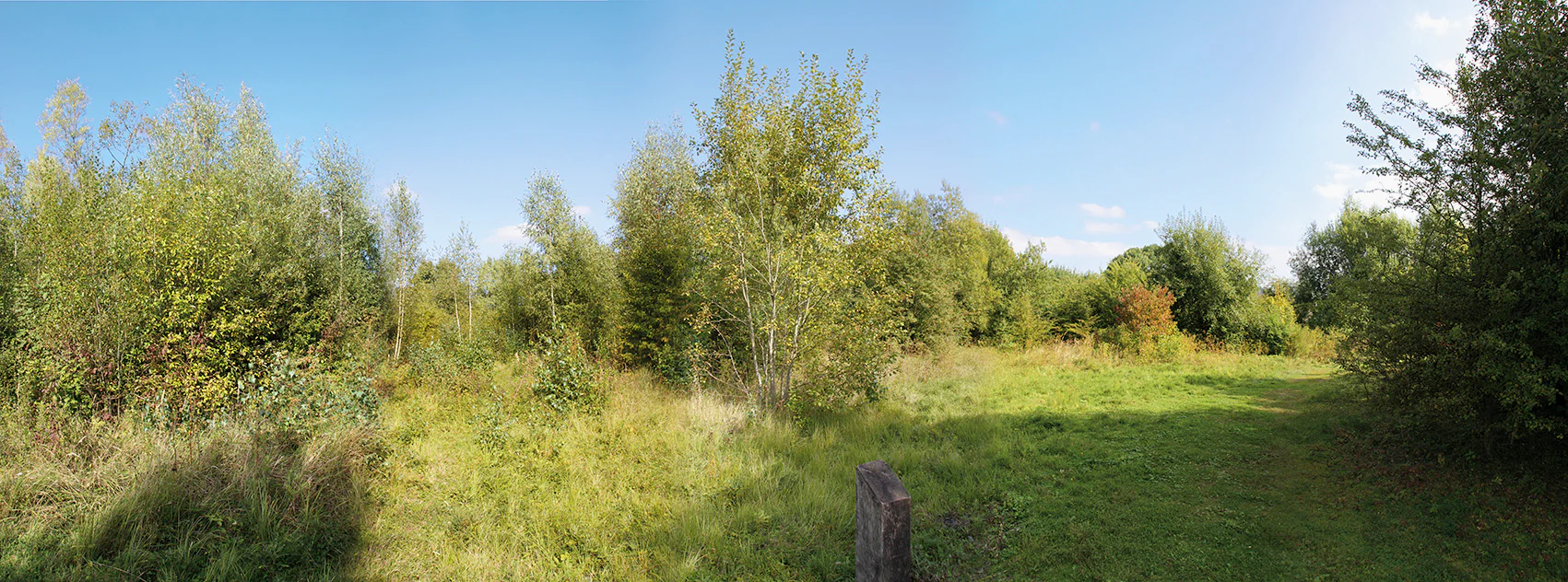 A wide panoramic photograph showing a clearing surrounded by dense shrubbery and small trees under a blue sky.