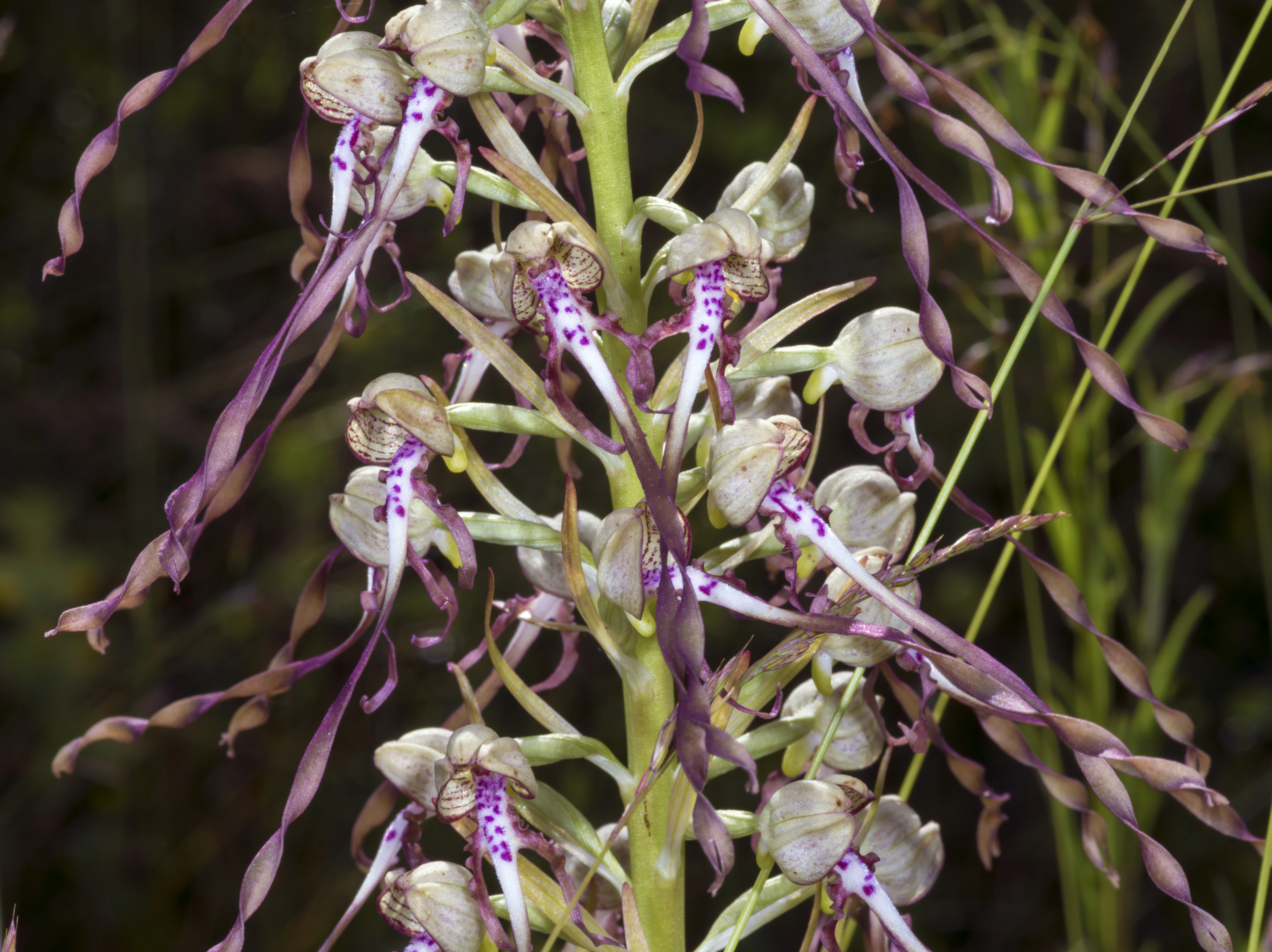 A close up shot of a Lizard Orchid flower stalk showing its twisted purple and white petals and spotted, elongated lower lips.