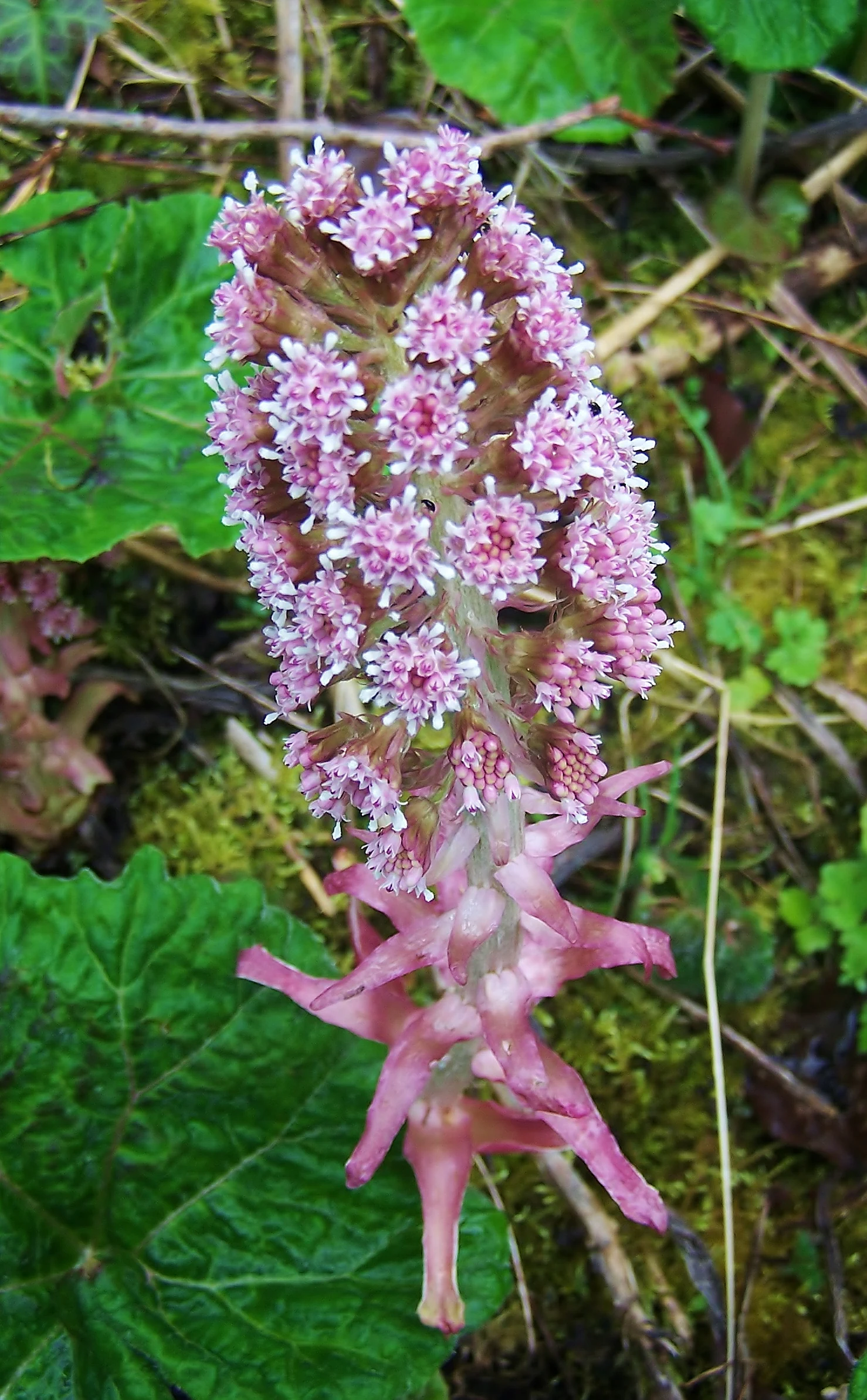 A close up view of a pink butterbur flower stalk rising from the ground, surrounded by broad green leaves and grass.