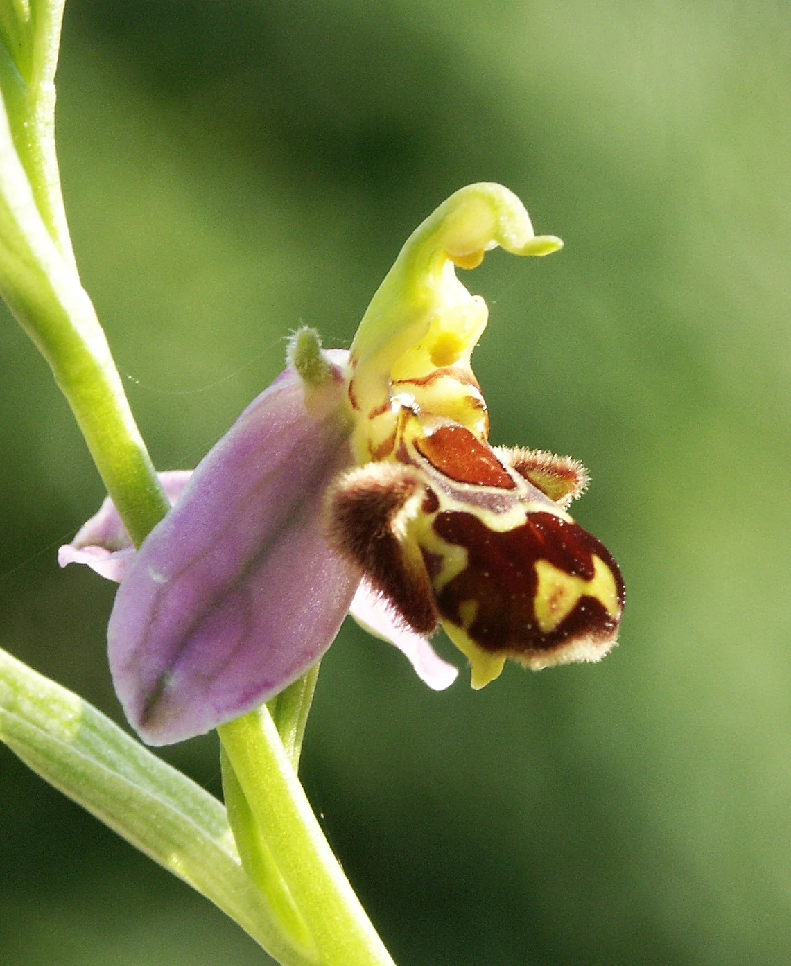 A close-up side view of a bee orchid flower featuring purple sepals and a distinctive fuzzy, brown and yellow patterned labellum against a soft green background.