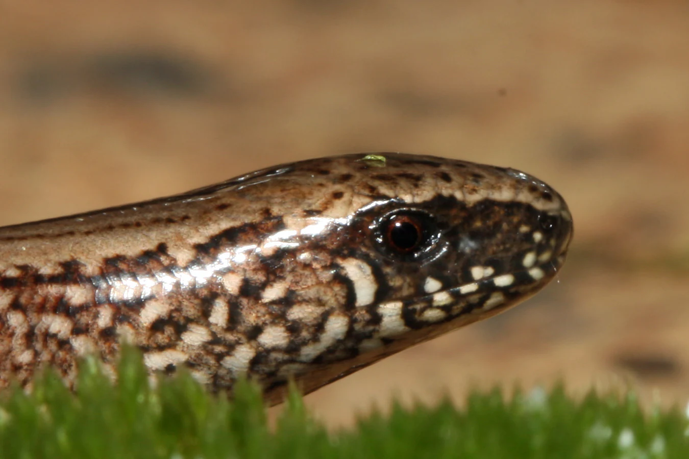 Close-up of a slow worm's head showing brown, mottled scales and a dark eye, positioned just above green moss.
