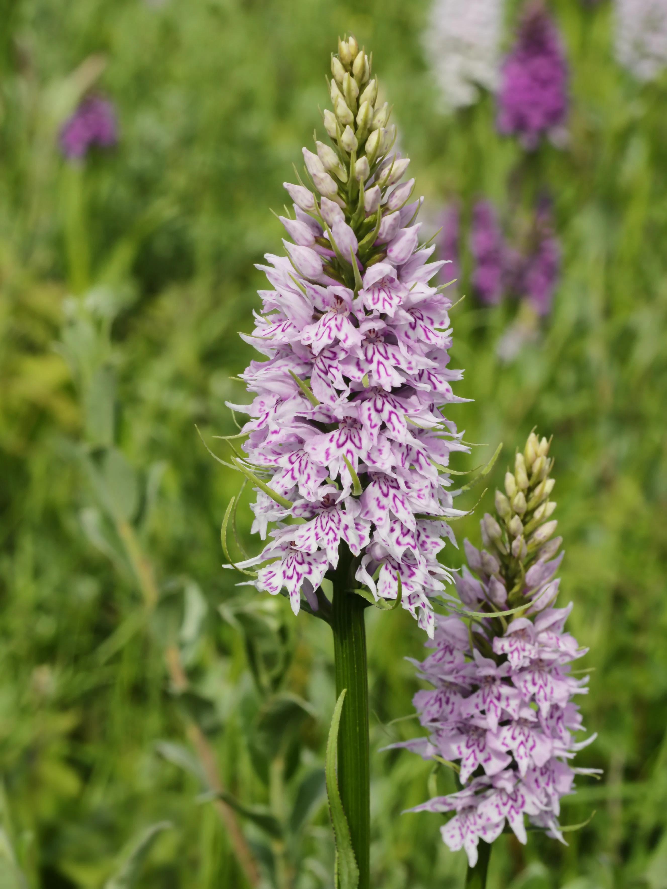 Close-up of two flowering spikes of common spotted orchids, featuring pale pink petals with purple spots, set against a blurred green meadow background.
