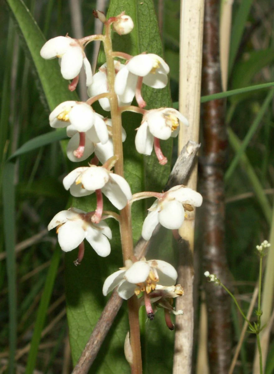 A close-up vertical shot of a Pyrola rotundifolia flower stalk, featuring multiple delicate white cup-shaped blossoms with visible reddish styles, surrounded by green foliage and thin dry stalks.
