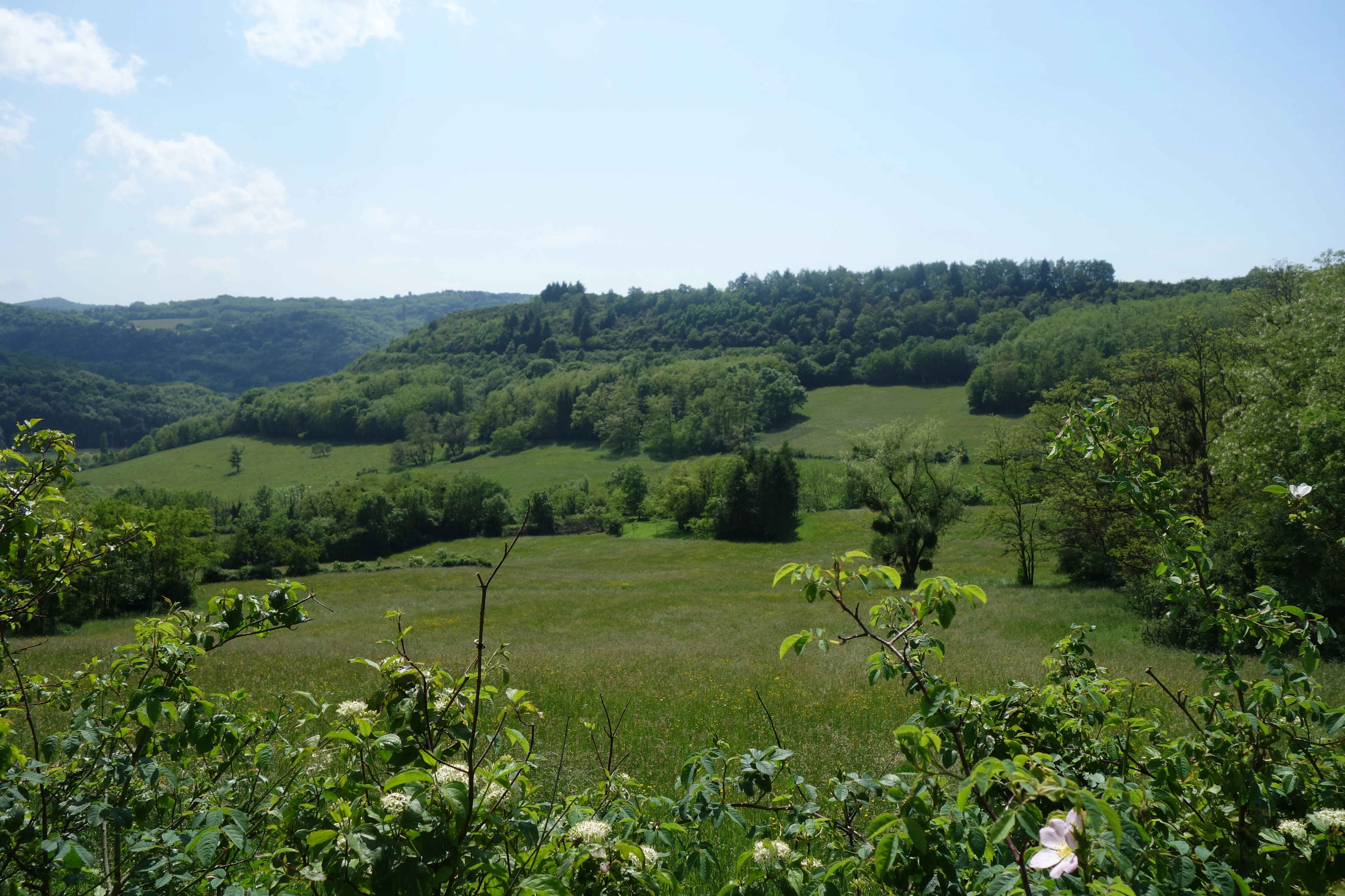 A wide landscape view of rolling green meadows leading to a forested ridge under a blue sky.