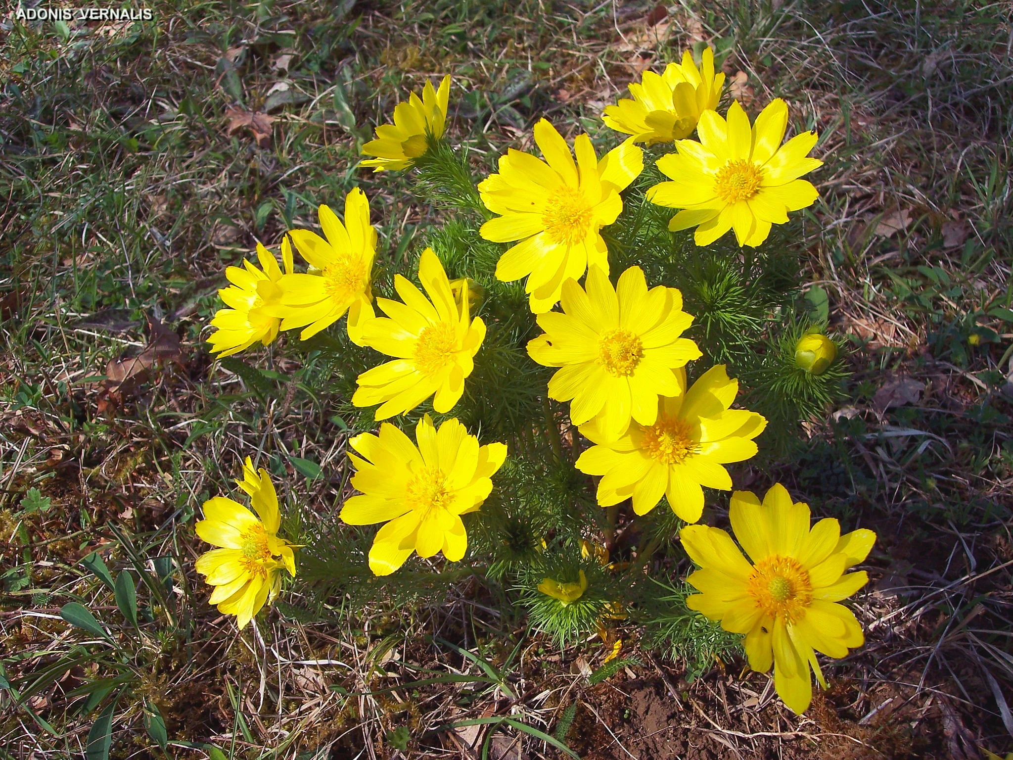 Un grupo de vibrantes flores amarillas de Adonis vernalis creciendo en un claro del suelo forestal cubierto de hierba.