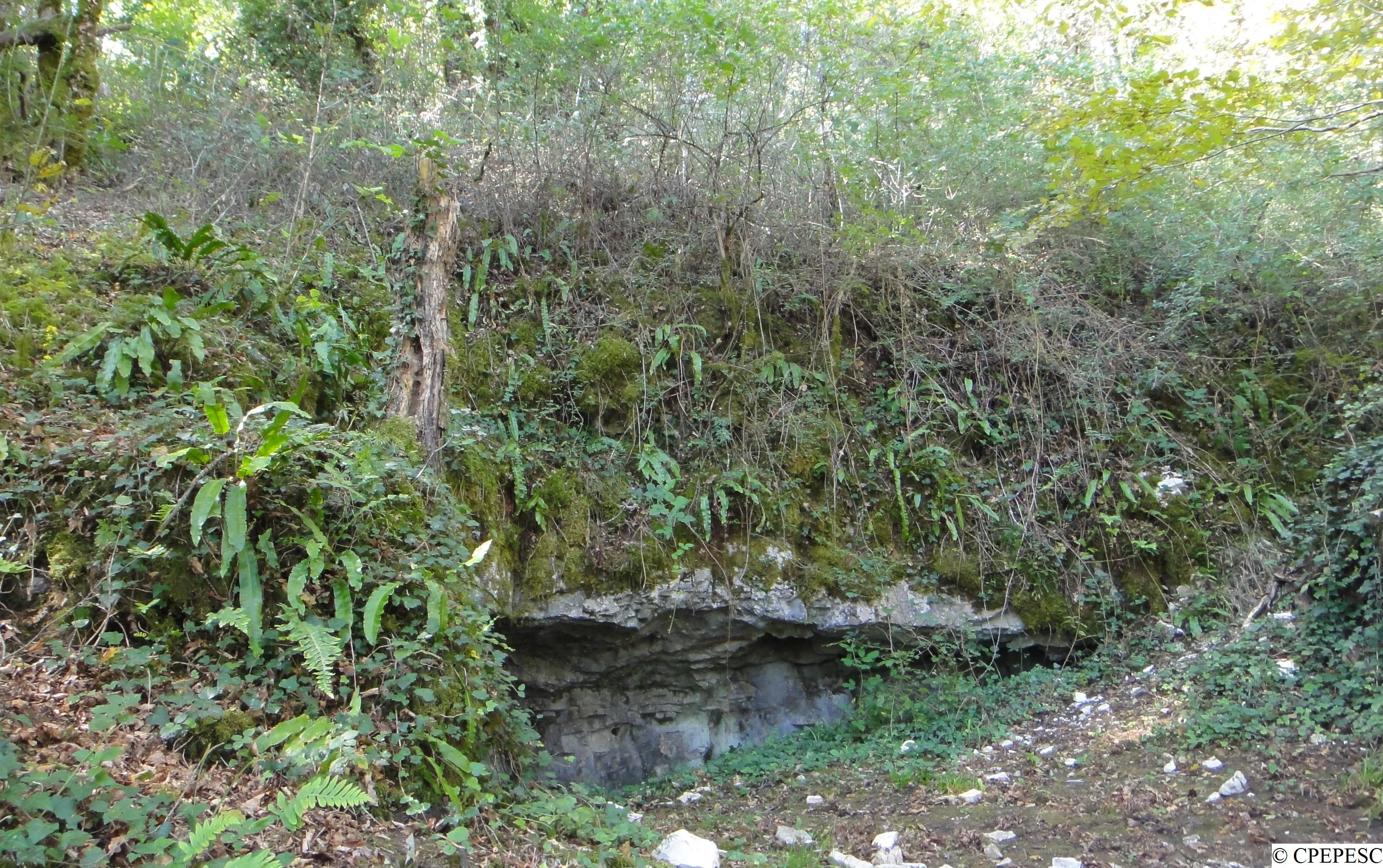 A low, dark cave entrance hidden beneath an earthen bank covered in moss, ferns, and small trees in a forest setting.