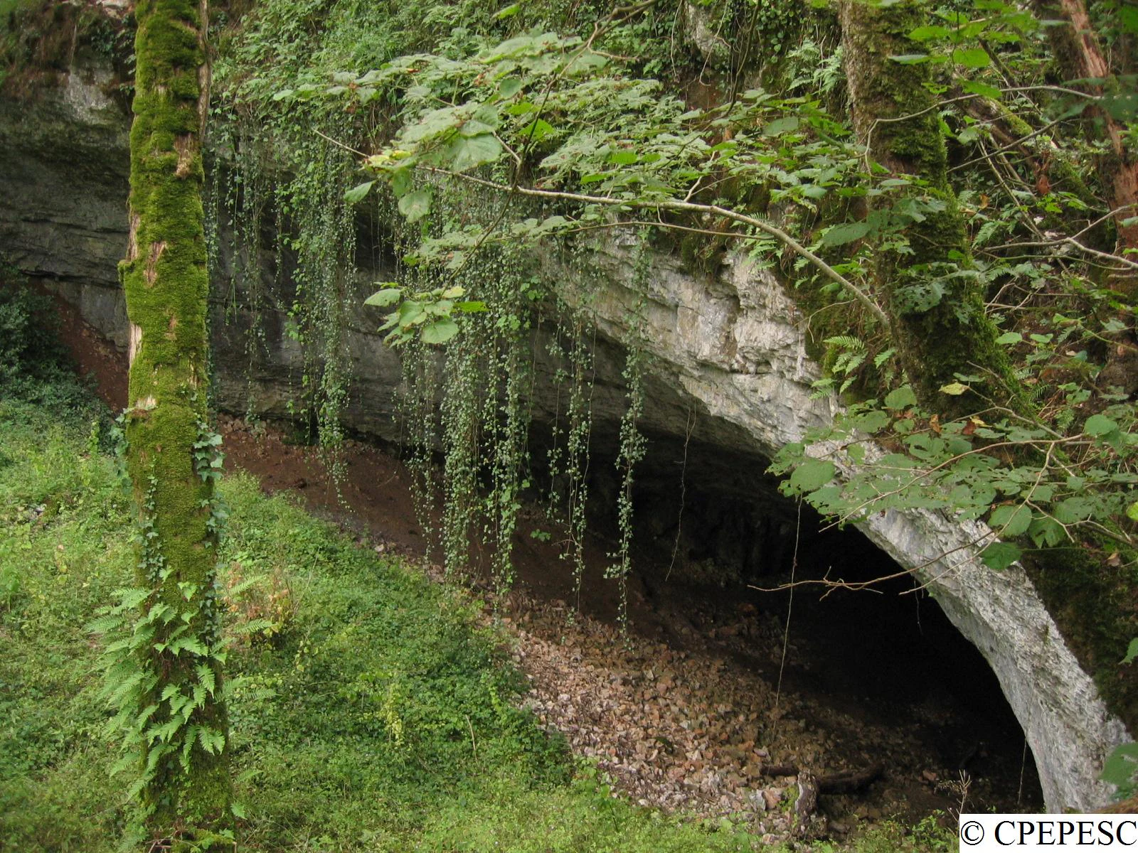 Una entrada de cueva de piedra caliza, ancha y de arco bajo, cubierta de hiedra colgante y árboles musgosos en un entorno forestal.