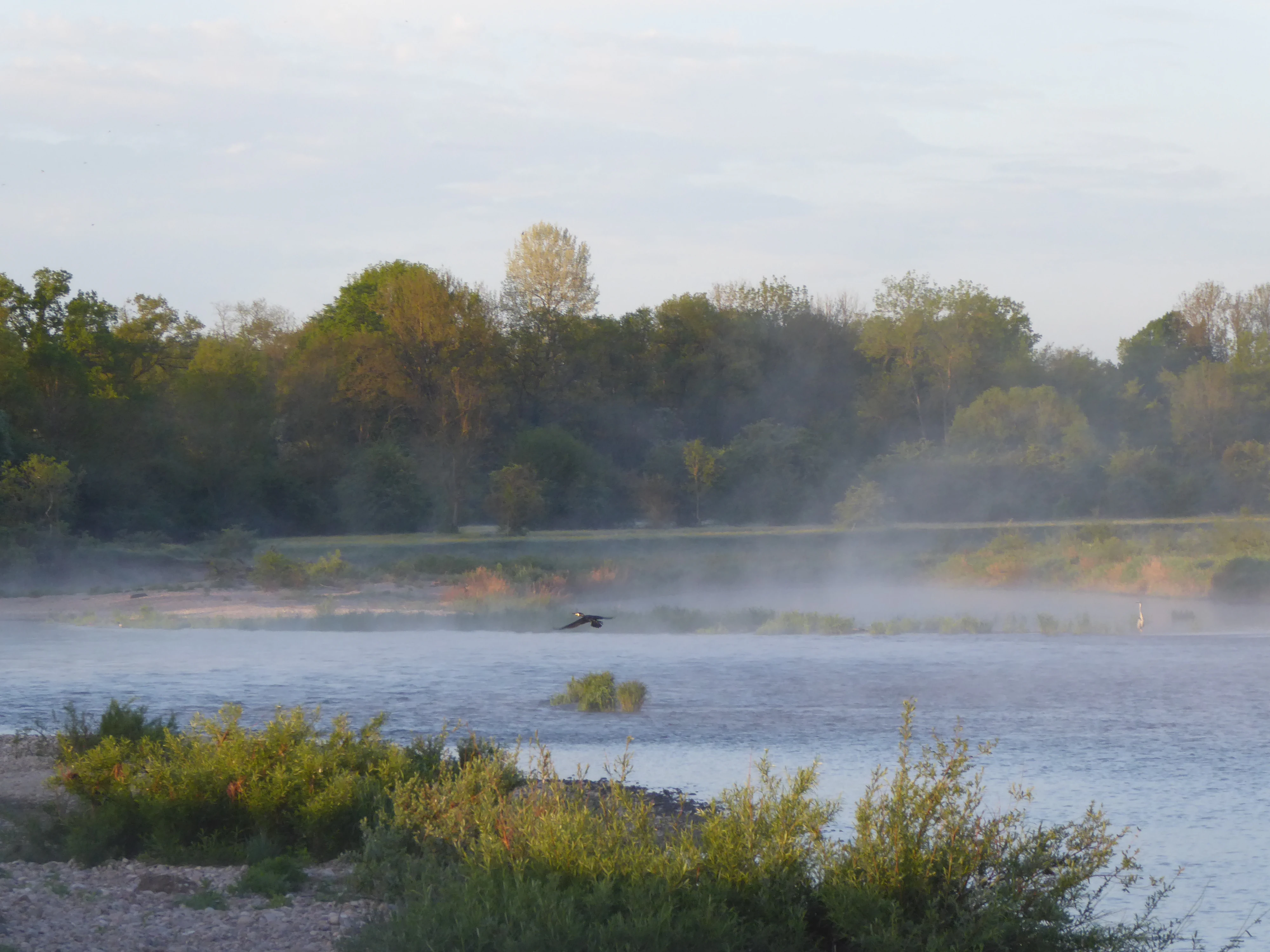 A bird flies low over the surface of the Moselle river in the early morning, with a light mist clinging to the water and dense forest along the banks.